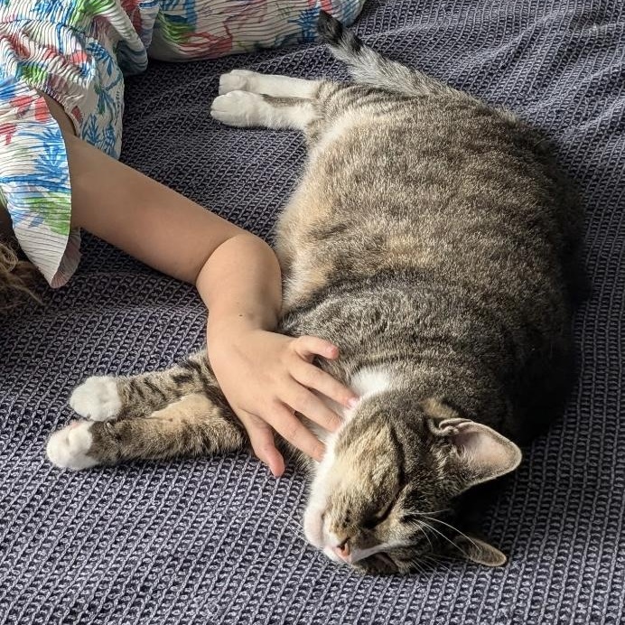 Pepper, adopted, Senior Male Domestic Short Hair.