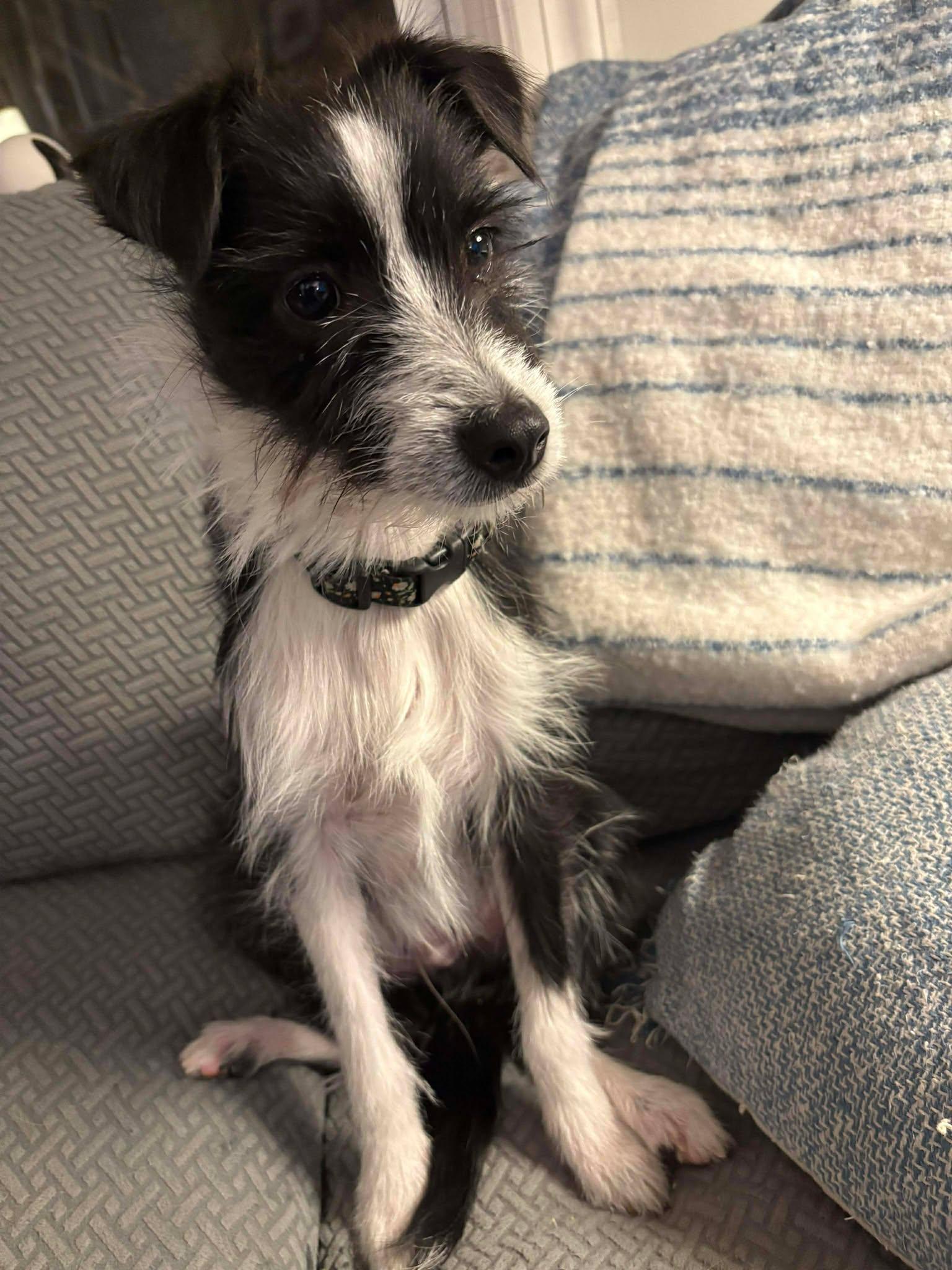 GARGANTUAN, Adoptable, Young Male Chihuahua & Terrier.