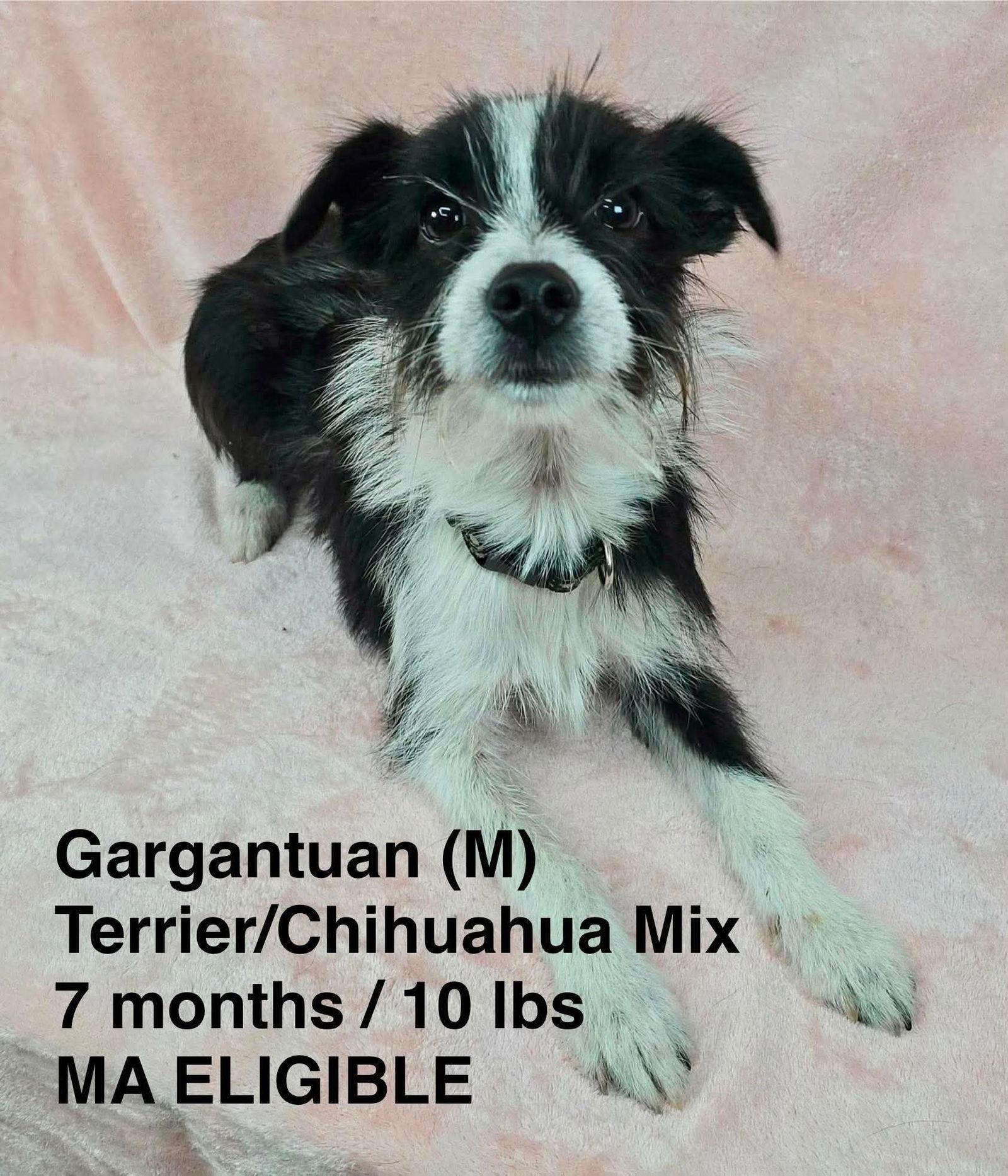 GARGANTUAN, Adoptable, Young Male Chihuahua & Terrier.