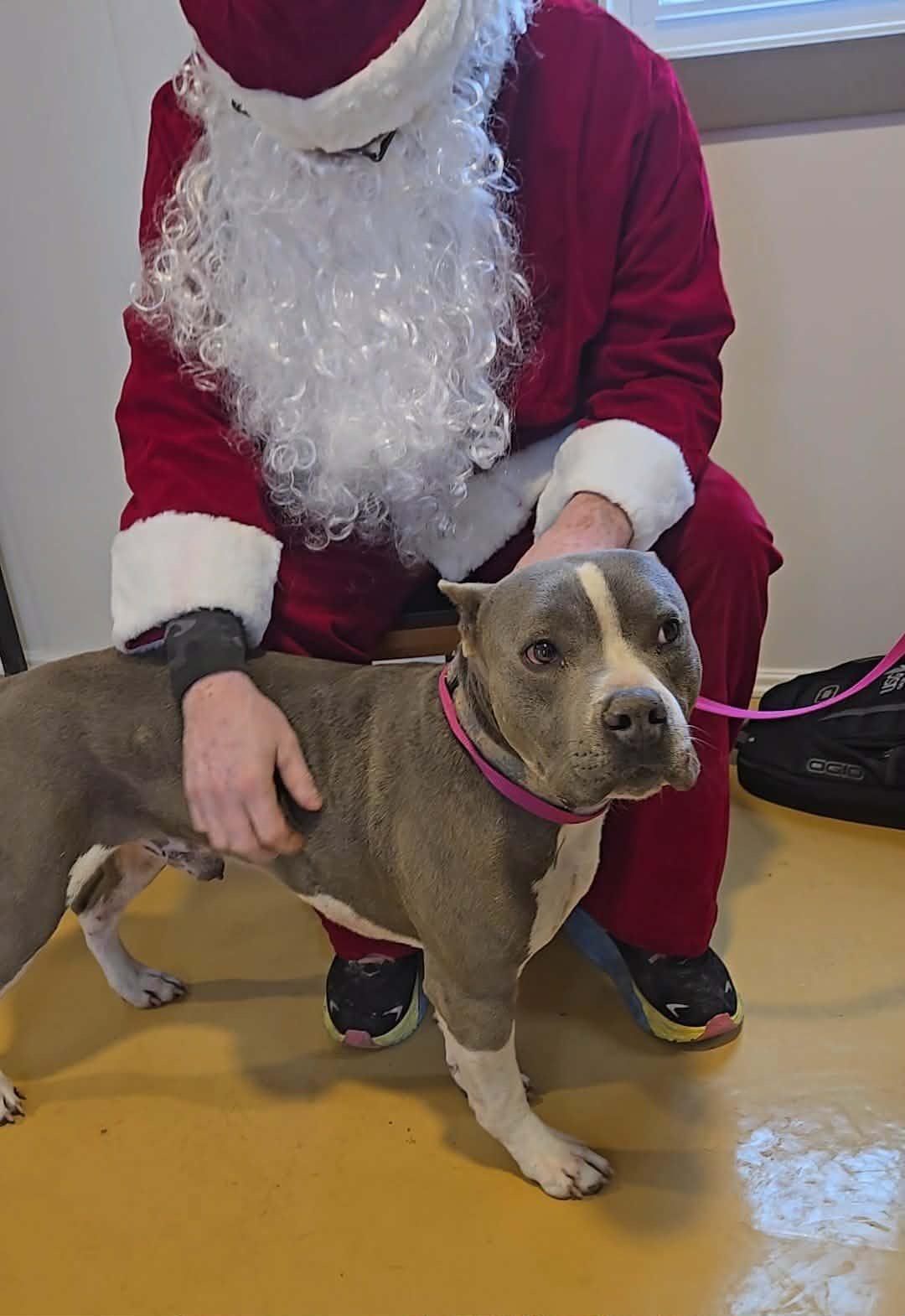 Ben, ADOPTABLE, Adult Male Pit Bull Terrier.