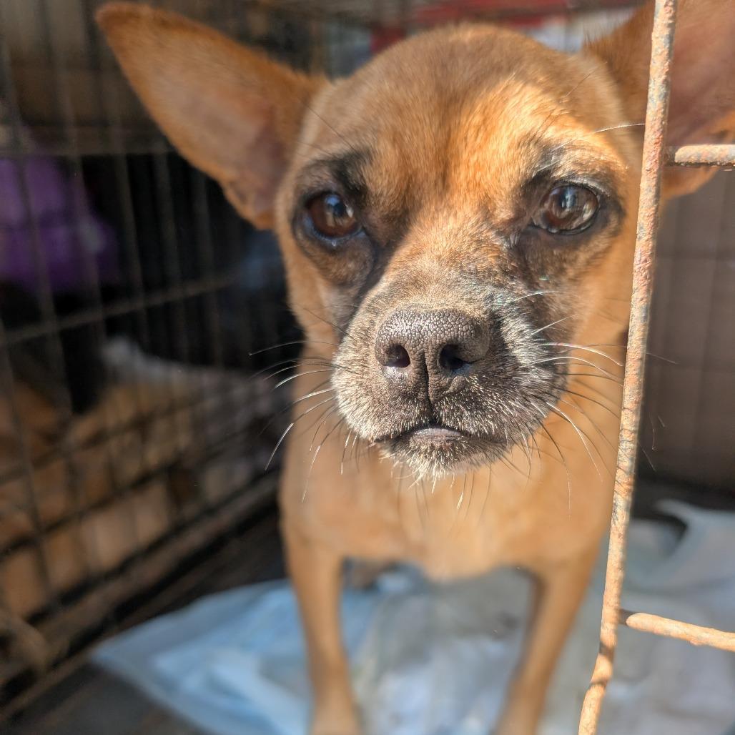 Butch, Adoptable, Adult Male Chihuahua & Mixed Breed.