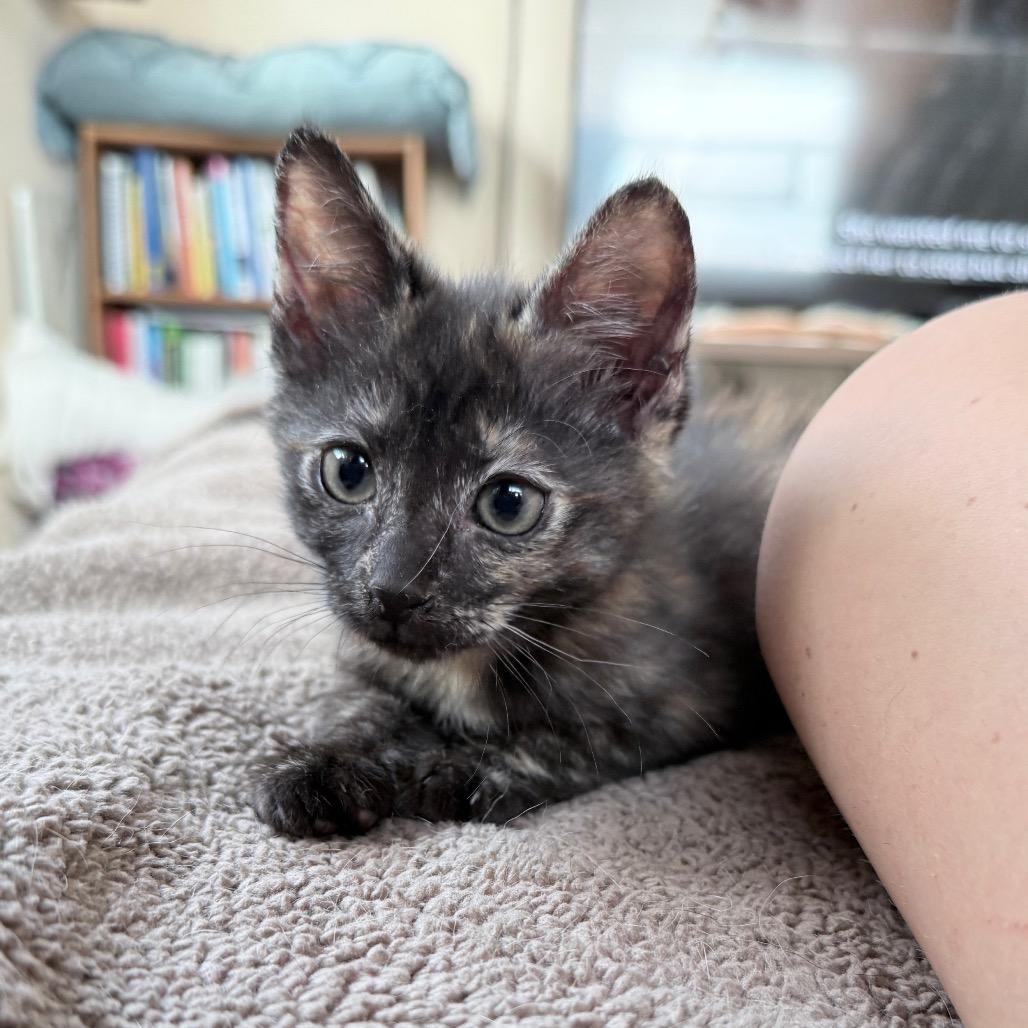 Pandora, adopted, Kitten Female Domestic Short Hair.