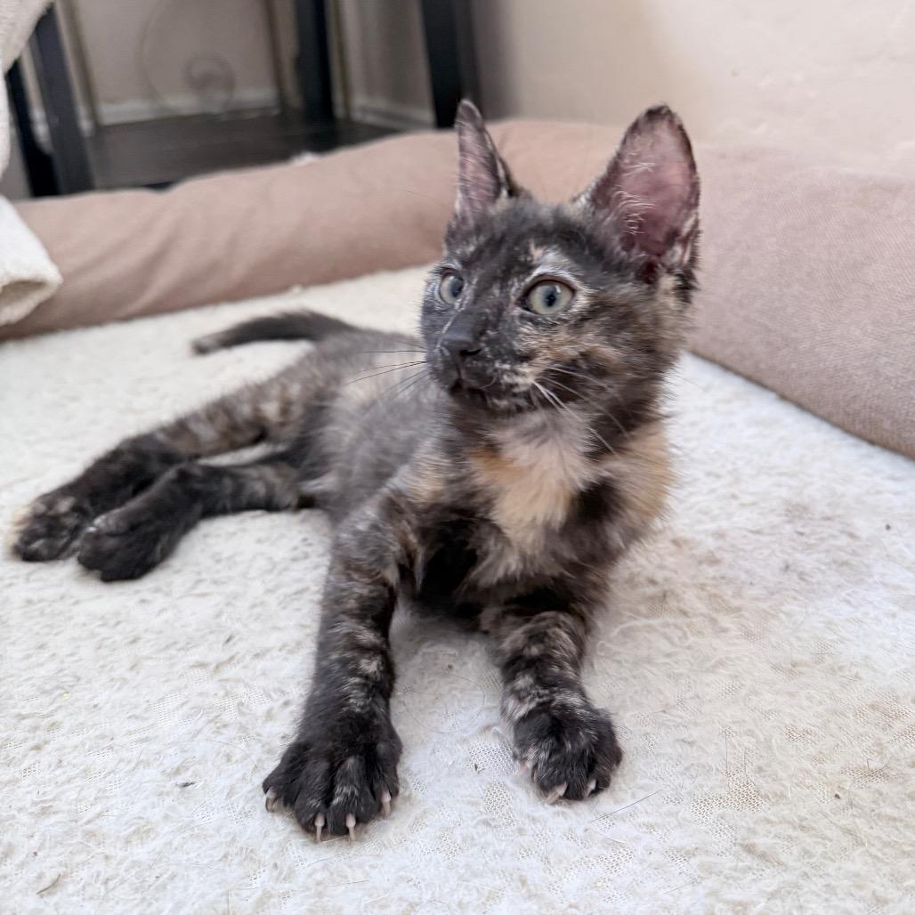 Enlarge Pandora, an adopted Domestic Short Hair in Hollywood, FL image 2/4