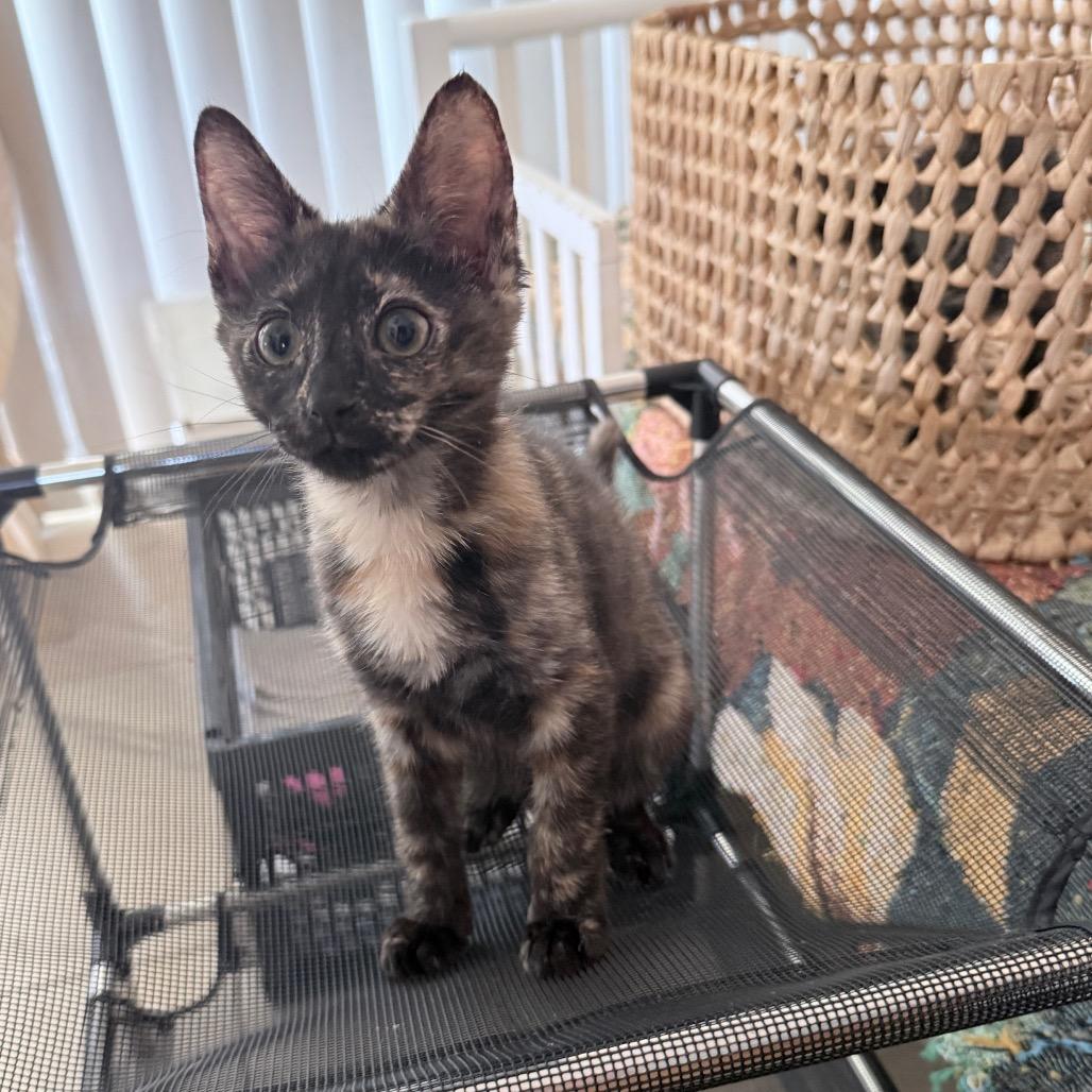 Enlarge Pandora, an adopted Domestic Short Hair in Hollywood, FL image 3/4