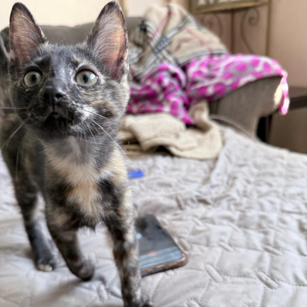Enlarge Pandora, an adopted Domestic Short Hair in Hollywood, FL image 4/4