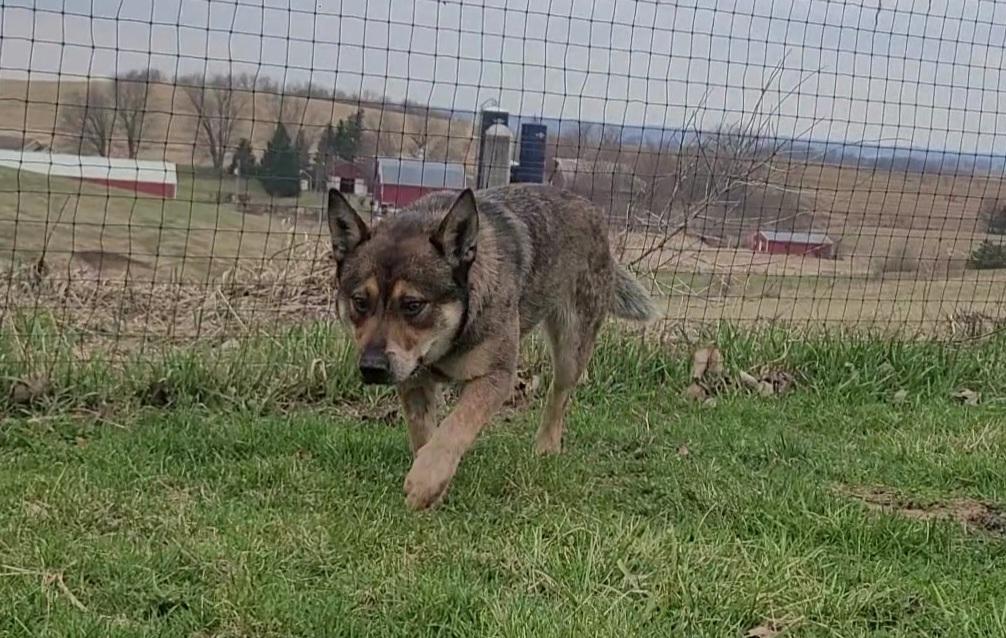 McDreamy, an adopted Mixed Breed in Elizabeth, IL image 2/2