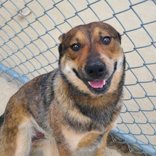 McDreamy, an adopted Mixed Breed in Elizabeth, IL image 1/2