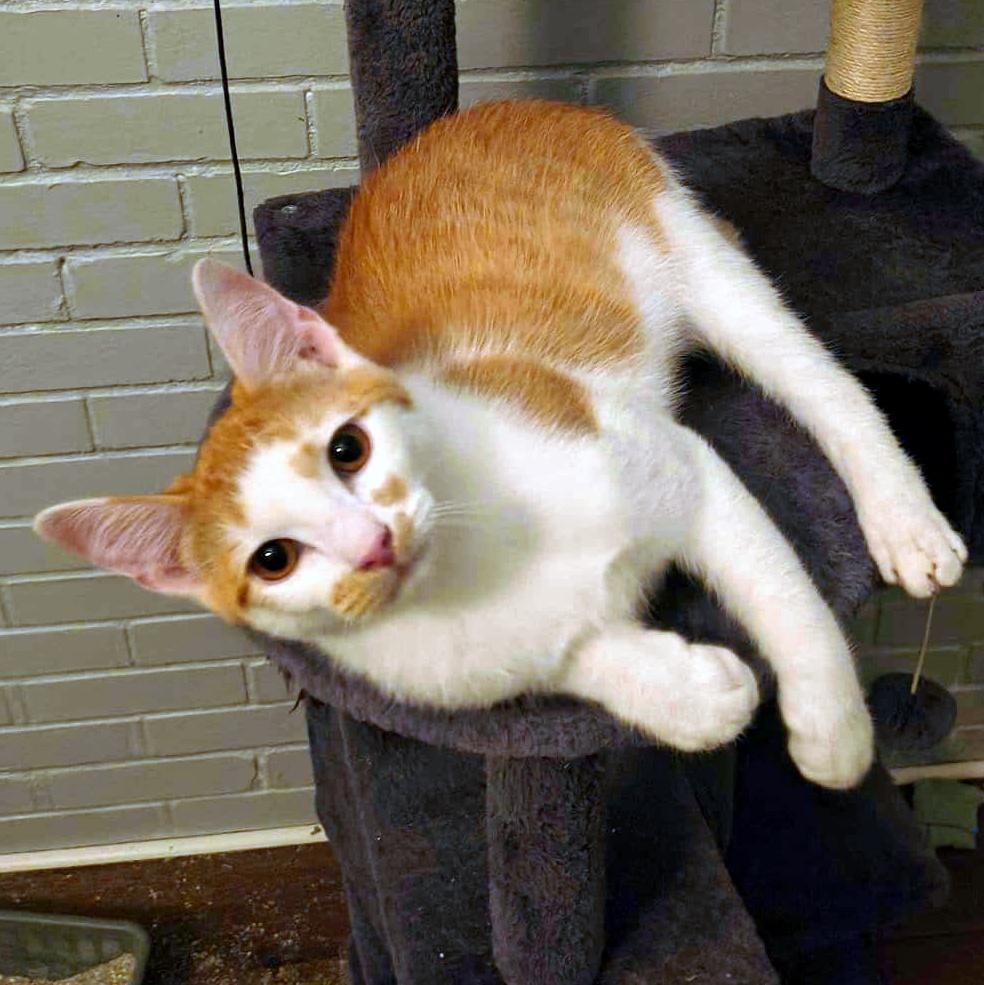 Enlarge Sesame, an adoptable Domestic Short Hair in Pittsburgh, PA image 1/1