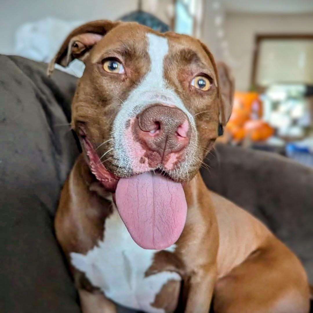 Enlarge Tropic, a Adoptable Mixed Breed in Miamitown, OH image 1/3