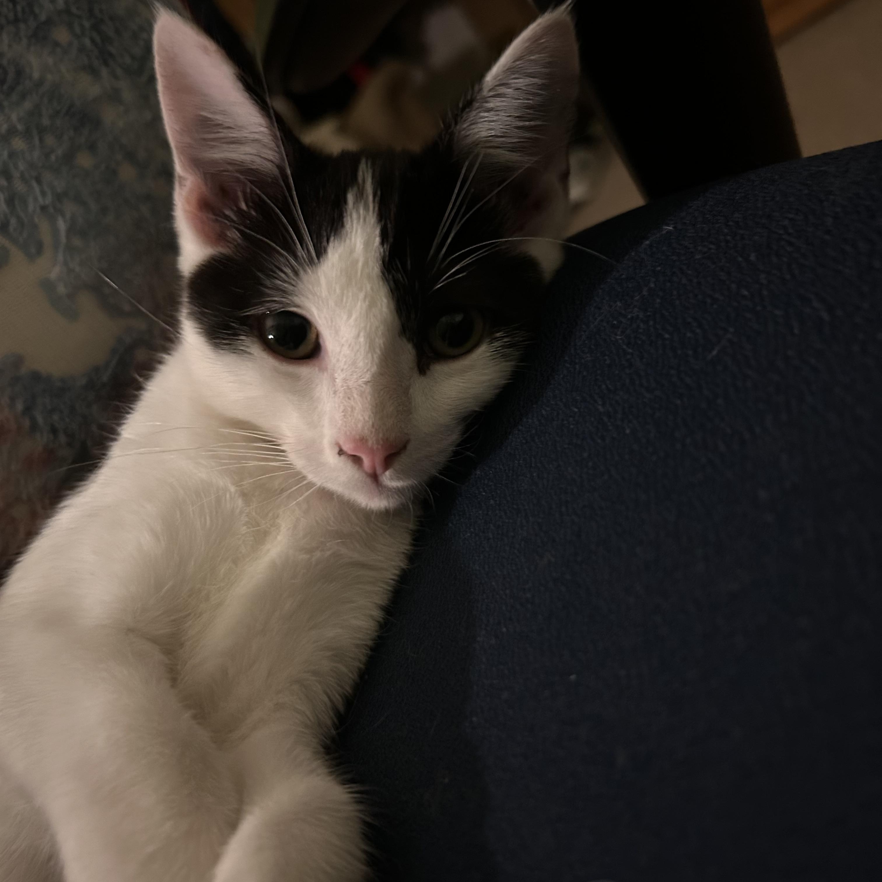 Enlarge Sven, a ADOPTABLE Tuxedo in Pasco, WA image 3/4