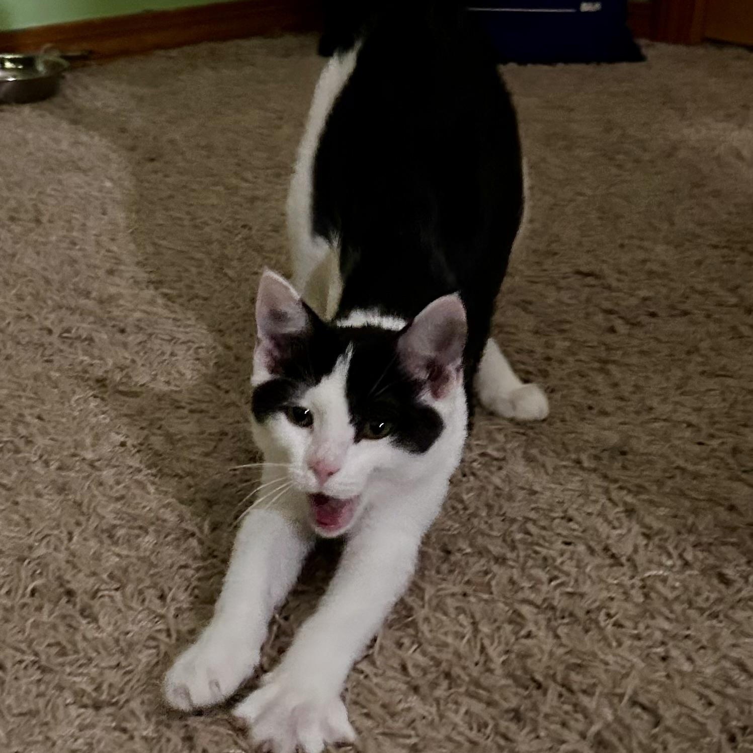 Enlarge Sven, a ADOPTABLE Tuxedo in Pasco, WA image 4/4