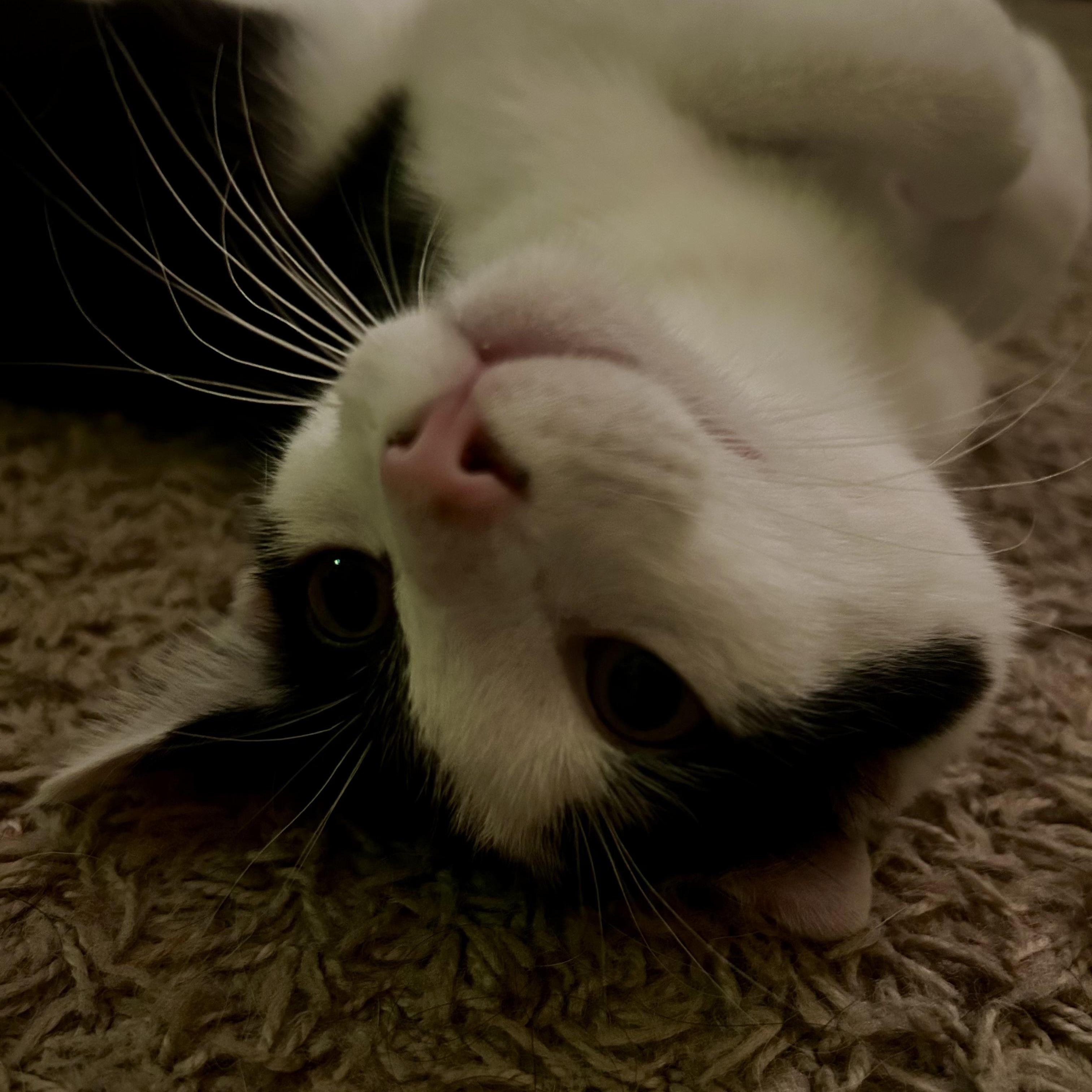 Enlarge Sven, a ADOPTABLE Tuxedo in Pasco, WA image 2/4