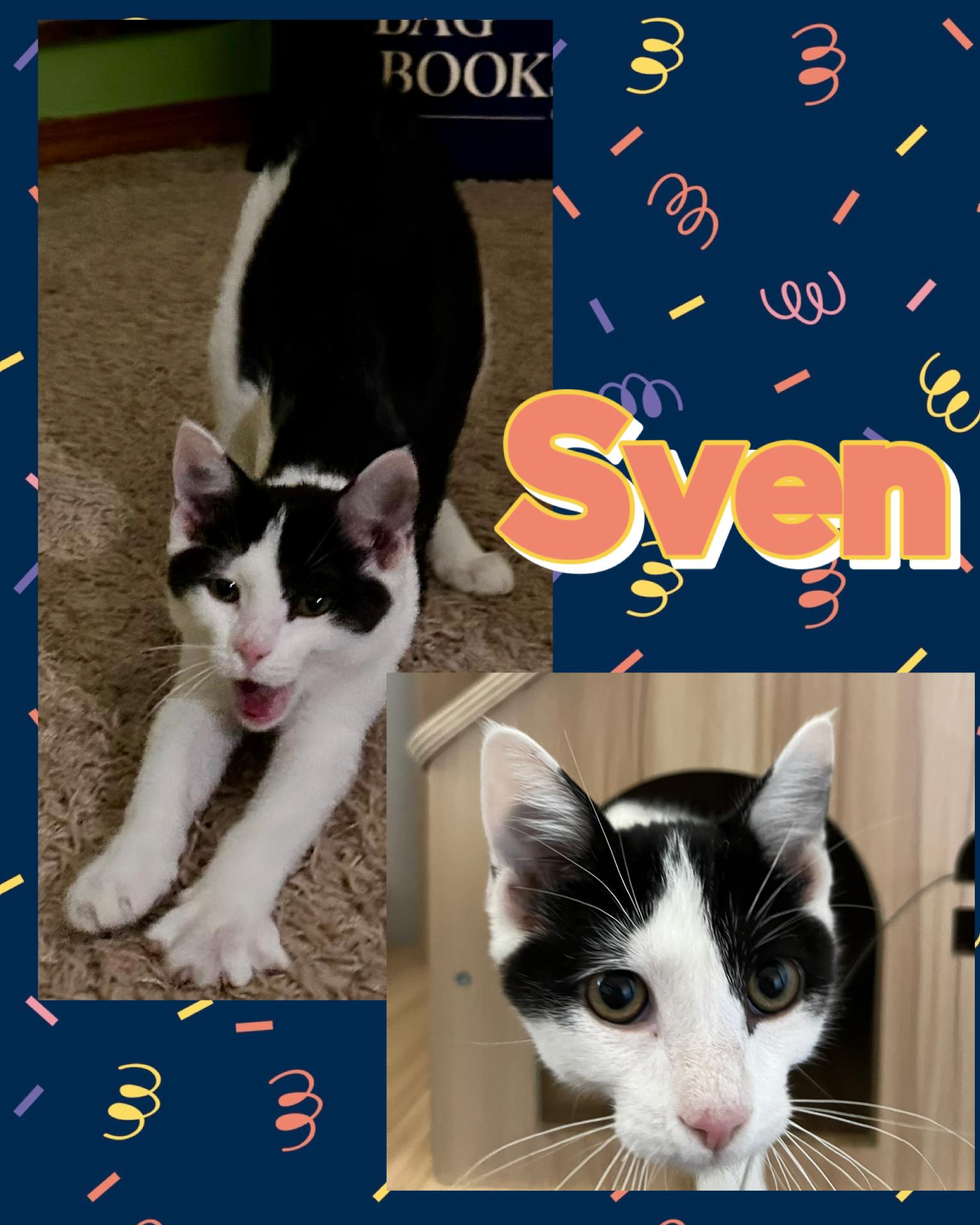 Enlarge Sven, a ADOPTABLE Tuxedo in Pasco, WA image 1/4
