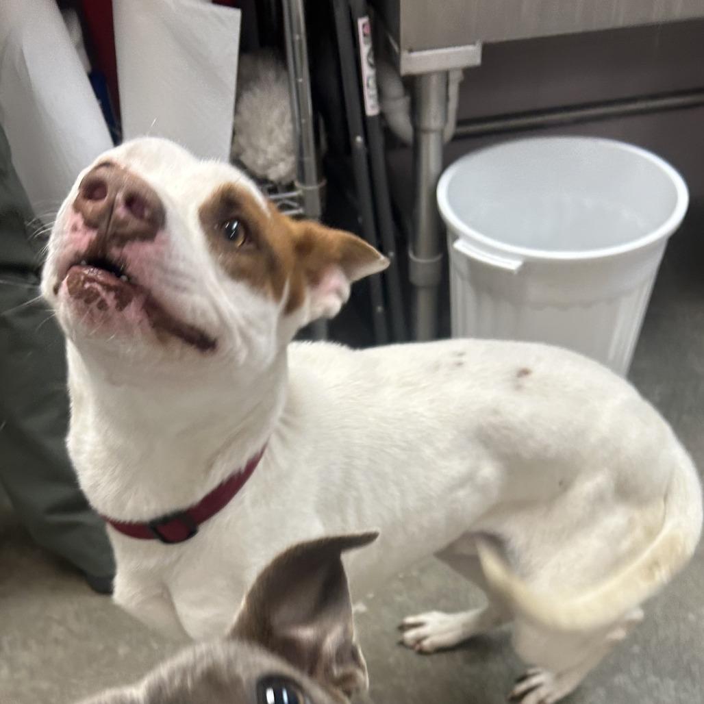 Enlarge Abe, a Adoptable Mixed Breed in Emporia, KS image 1/1