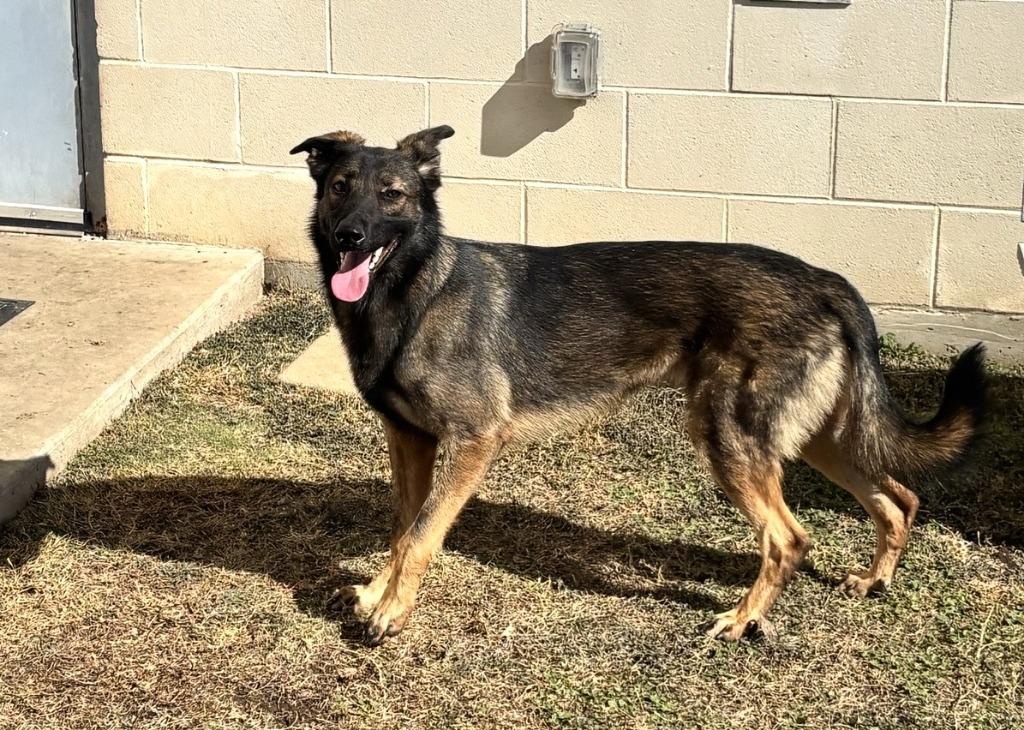 Enlarge Kimimayla/ Raven*, a Adopted Belgian Shepherd / Malinois in Belton, TX image 1/5