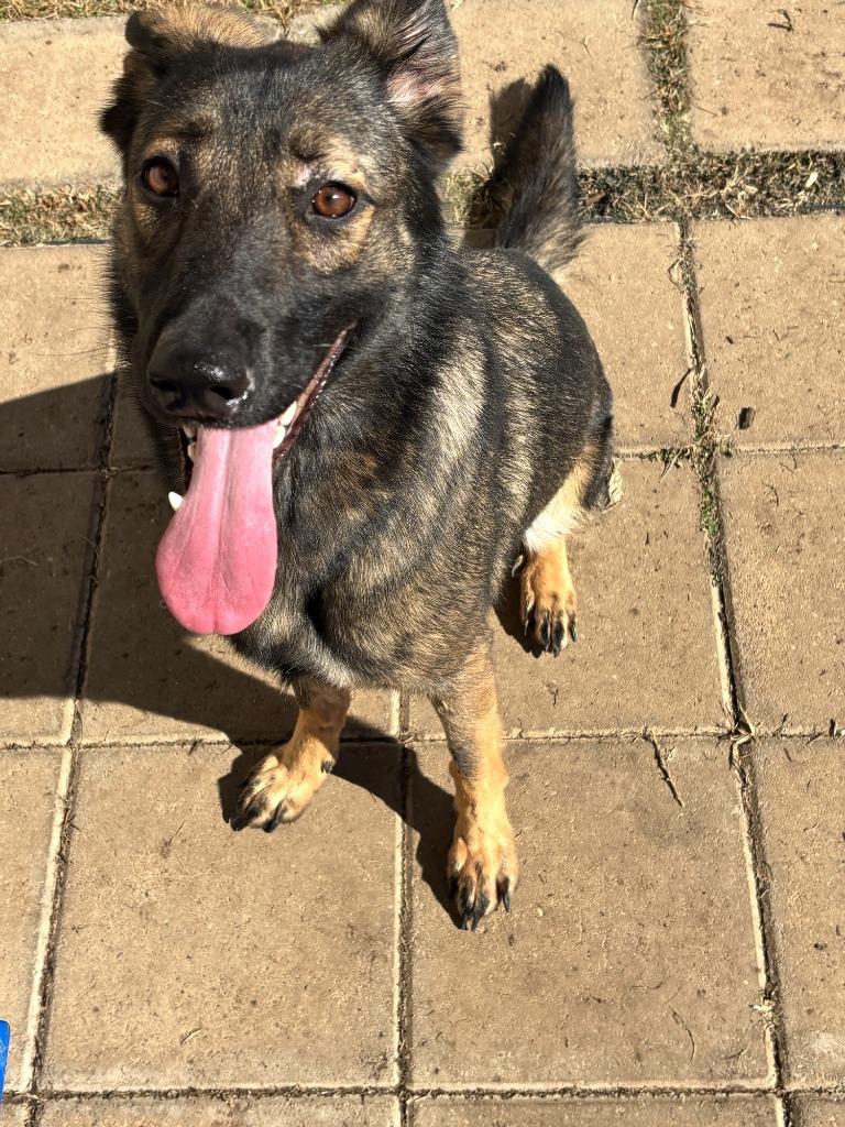 Enlarge Kimimayla/ Raven*, a Adopted Belgian Shepherd / Malinois in Belton, TX image 2/5