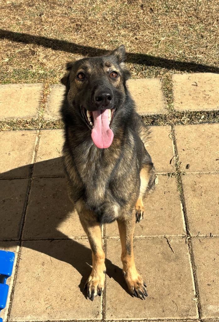 Enlarge Kimimayla/ Raven*, a Adopted Belgian Shepherd / Malinois in Belton, TX image 4/5