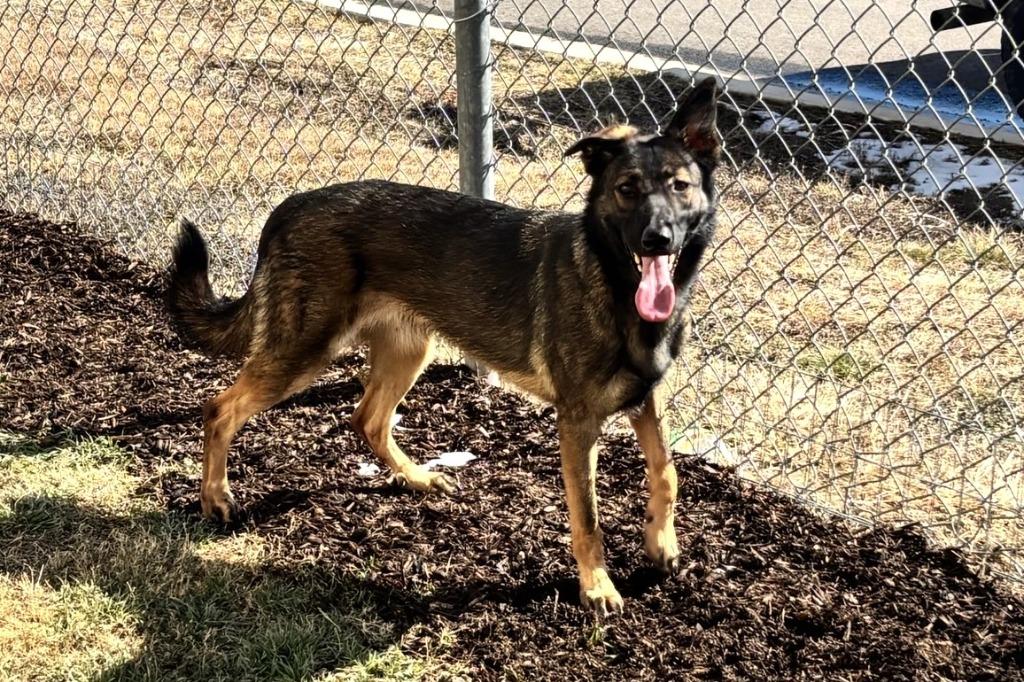 Enlarge Kimimayla/ Raven*, a Adopted Belgian Shepherd / Malinois in Belton, TX image 5/5
