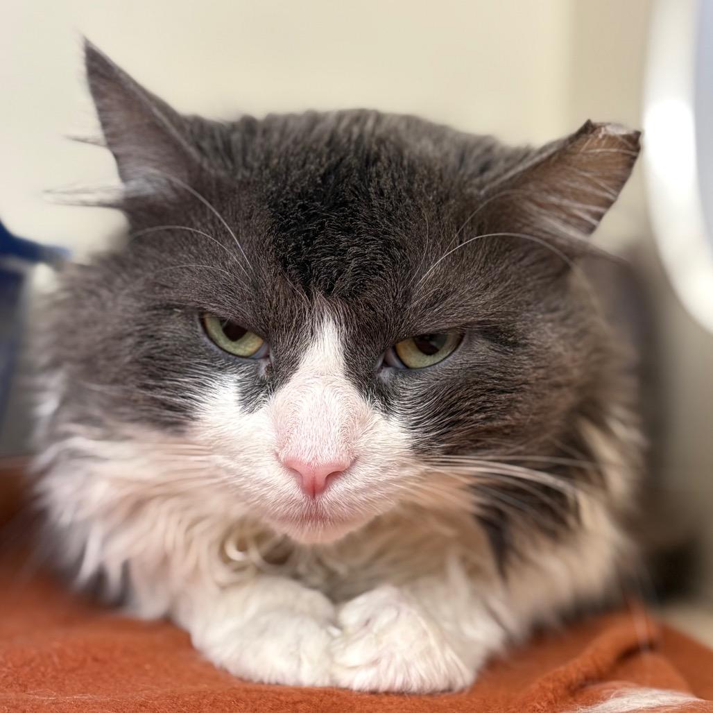 Sir Fur, Adoptable, Adult Male Domestic Long Hair.