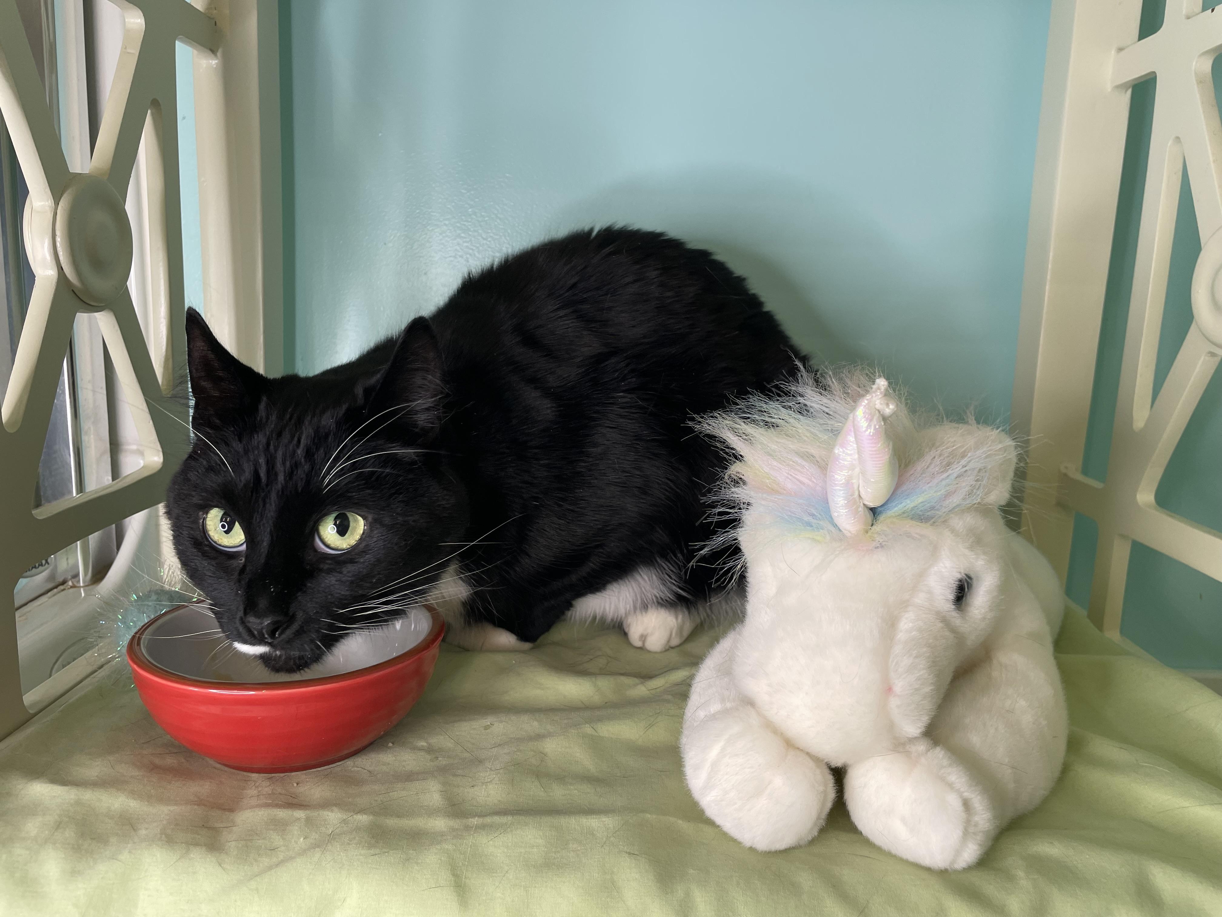 Sriracha, Adopted, Adult Female Tuxedo.