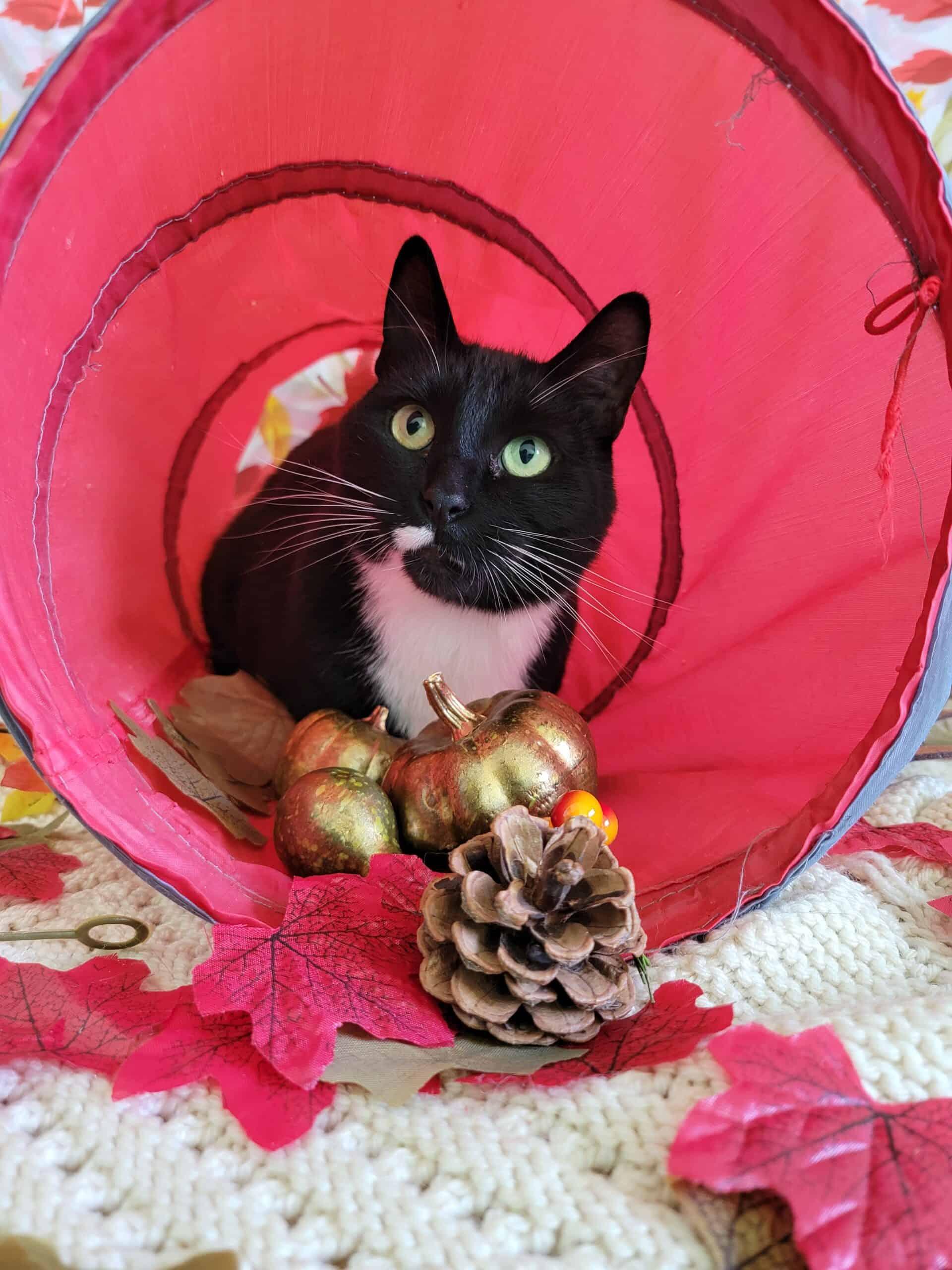 Sriracha, a Adopted mixed breed in Cranbrook, BC image 2/4