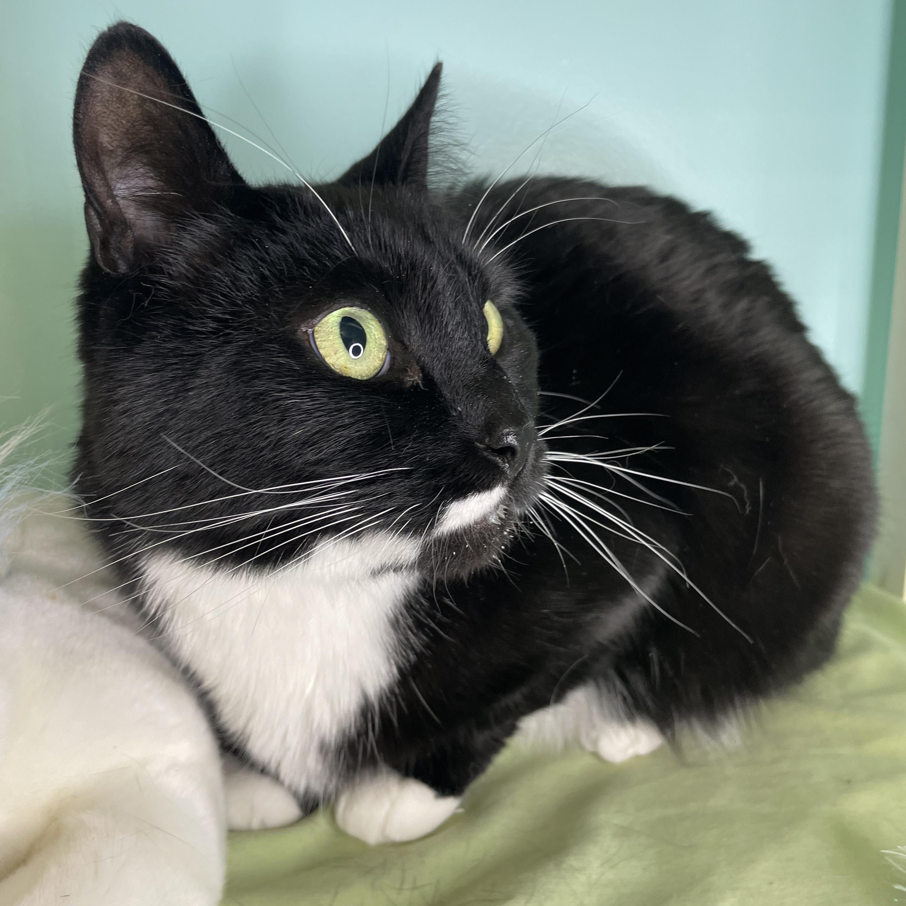 Sriracha, a Adopted mixed breed in Cranbrook, BC image 3/4