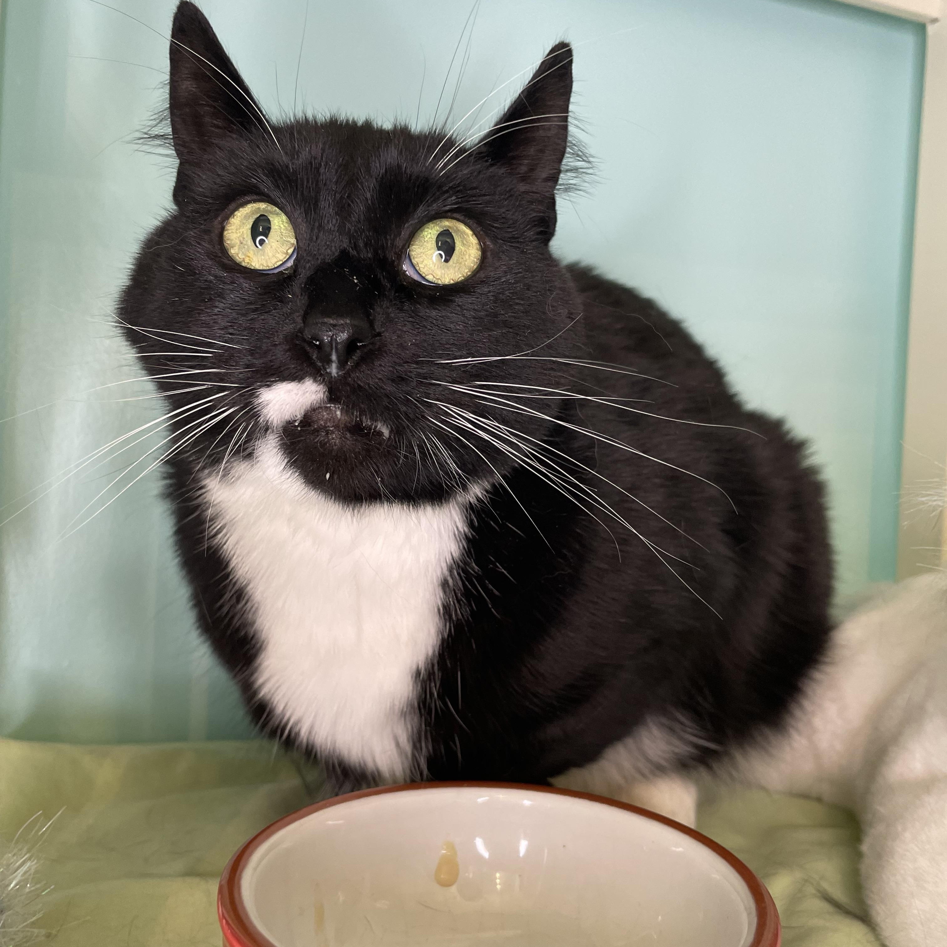 Sriracha, a Adopted mixed breed in Cranbrook, BC image 4/4