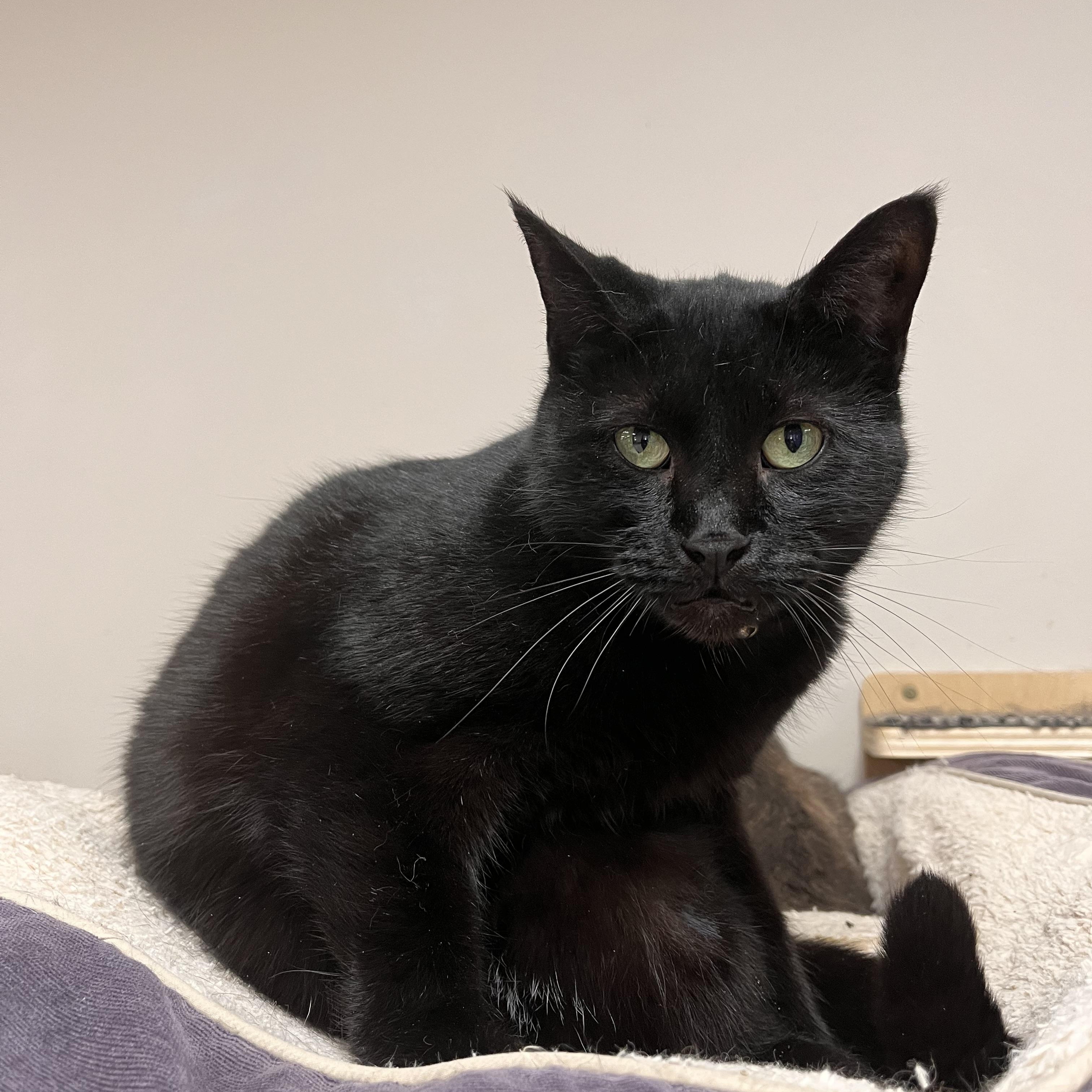 Fairy, Adoptable, Adult Female Domestic Short Hair.