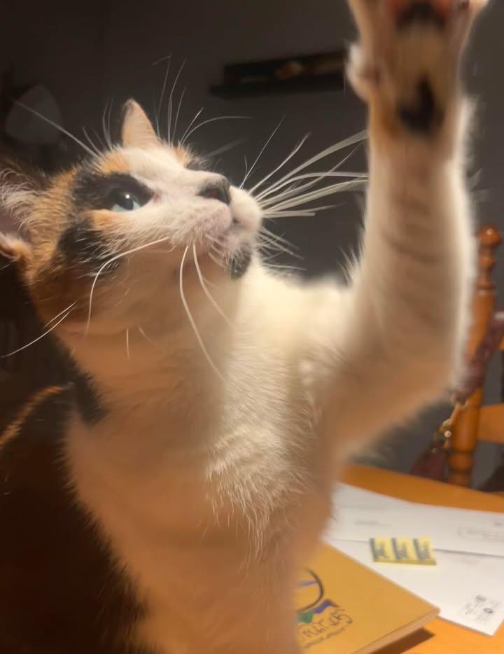 Enlarge Petra & Cleo, a ADOPTABLE Domestic Medium Hair in Brantford, ON image 3/5