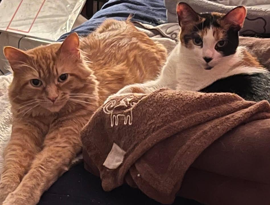 Petra & Cleo, ADOPTABLE, Adult Male Domestic Medium Hair.