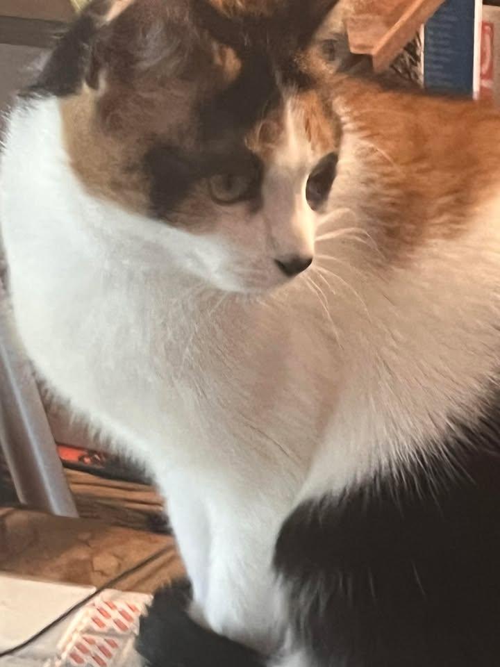 Enlarge Petra & Cleo, a ADOPTABLE Domestic Medium Hair in Brantford, ON image 5/5