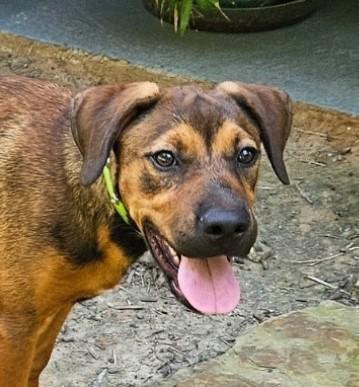 Enlarge Morris, a Adoptable mixed breed in Newington, CT image 5/6