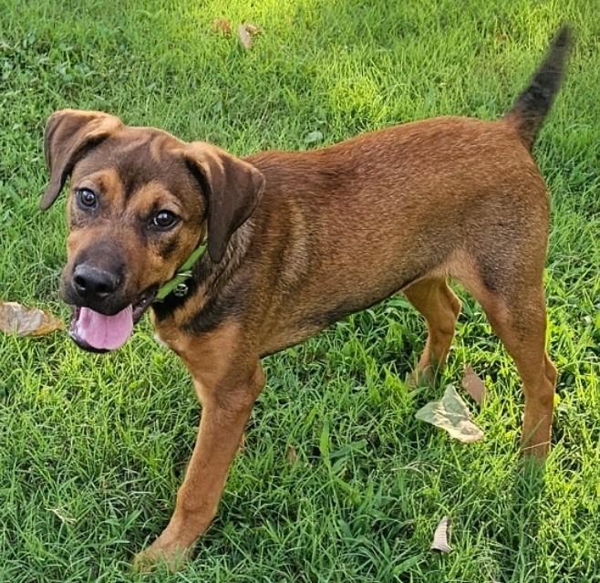 Morris, Adoptable, Young Male Beagle & Labrador Retriever.