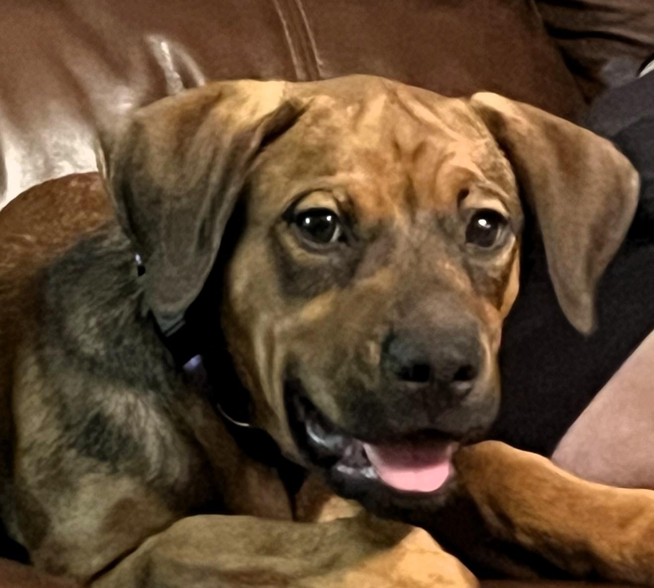MAJOR--DARLING!, Baby Male Boxer
