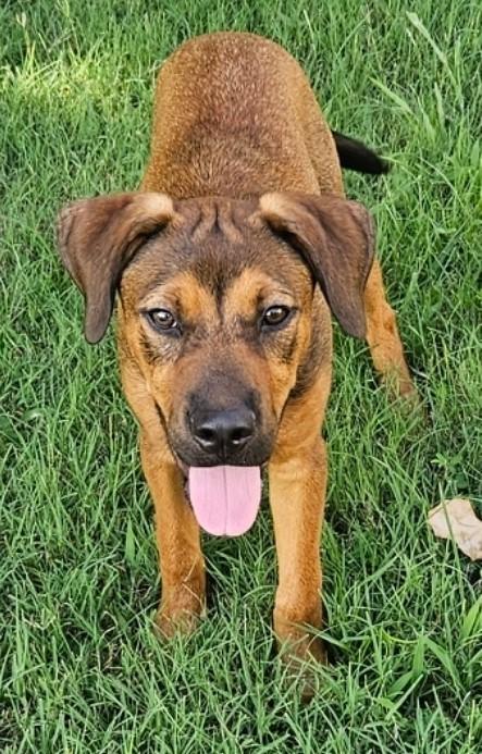 Enlarge Morris, a Adoptable mixed breed in Newington, CT image 2/6