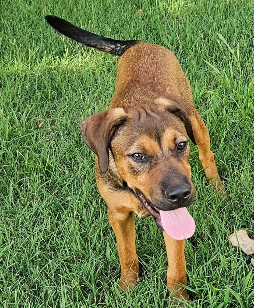 Enlarge Morris, a Adoptable mixed breed in Newington, CT image 6/6