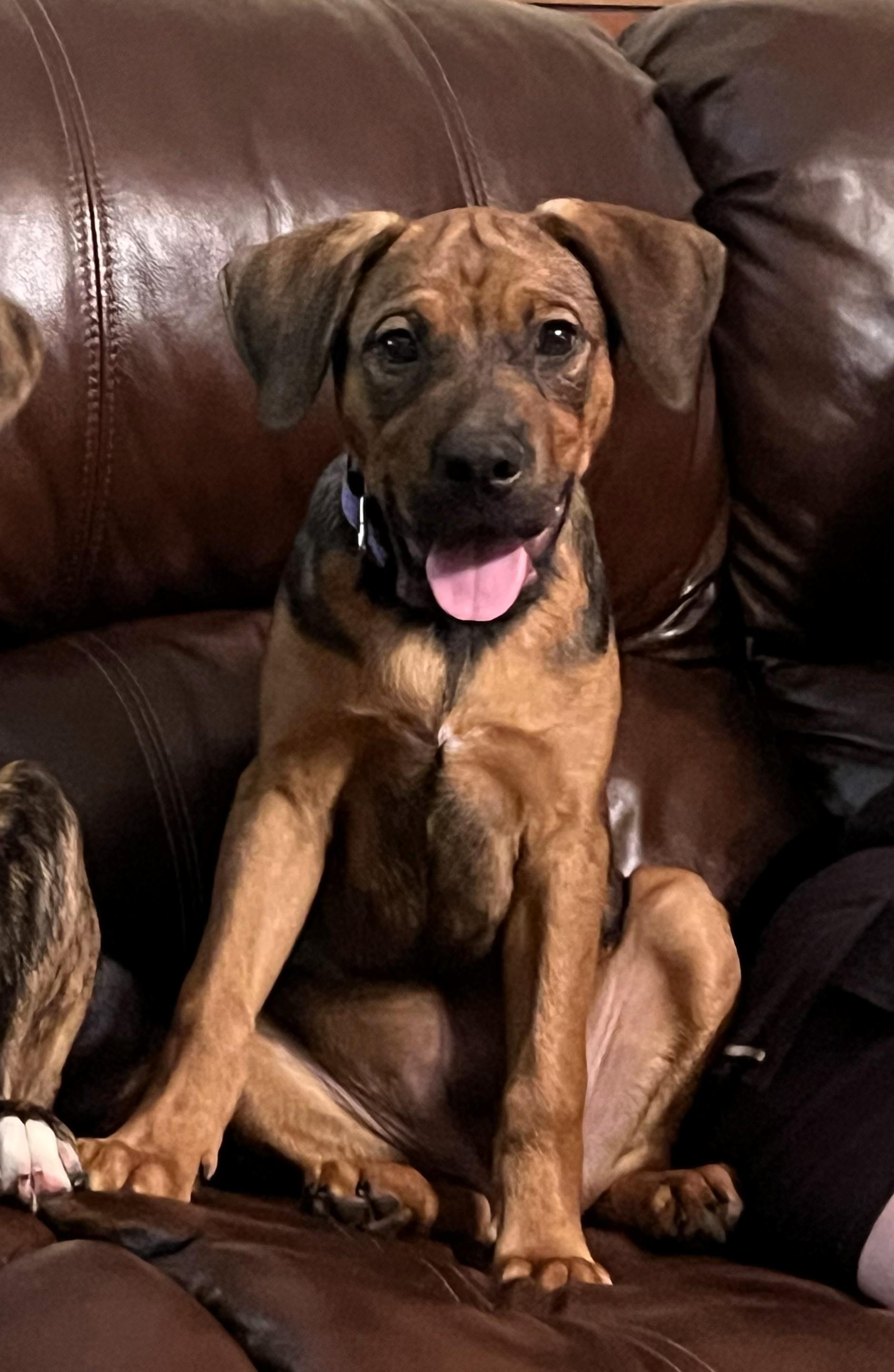 Enlarge Morris, a Adoptable mixed breed in Newington, CT image 4/6