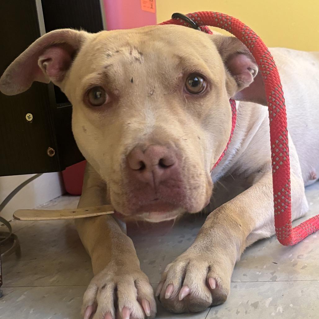 Enlarge Barley, a Adoptable mixed breed in Clarksdale, MS image 1/1