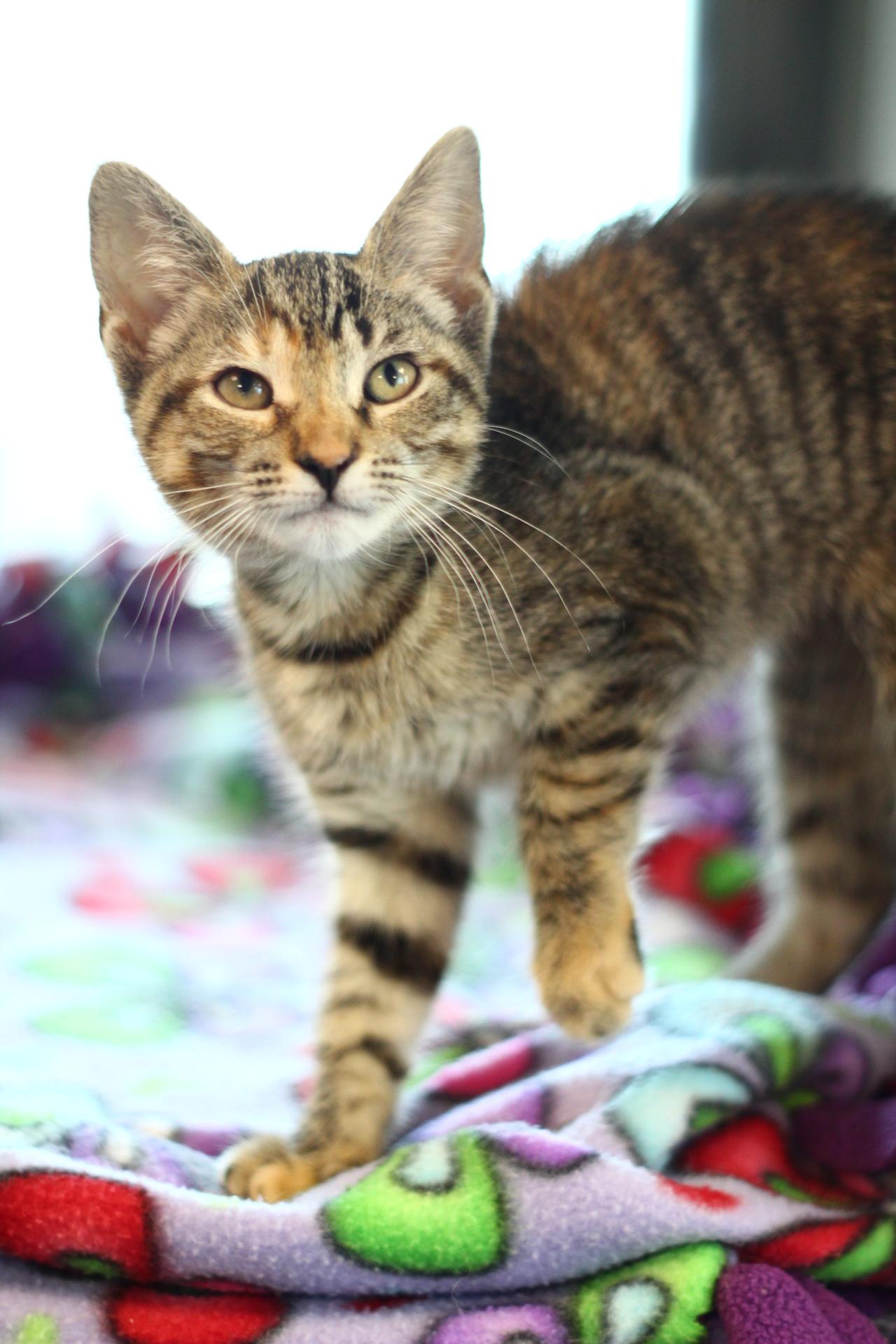 Mae, Adoptable, Kitten Female Domestic Short Hair.