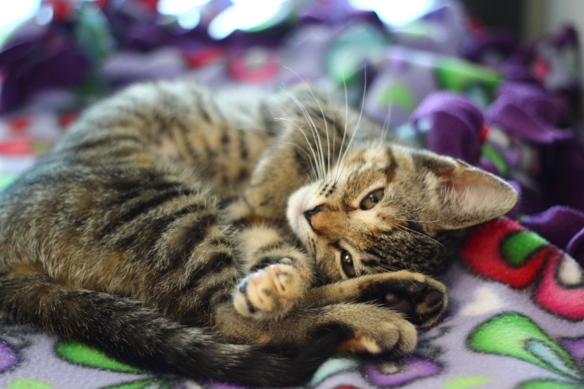 Mae, a Adoptable Domestic Short Hair in Toledo, OH image 2/2