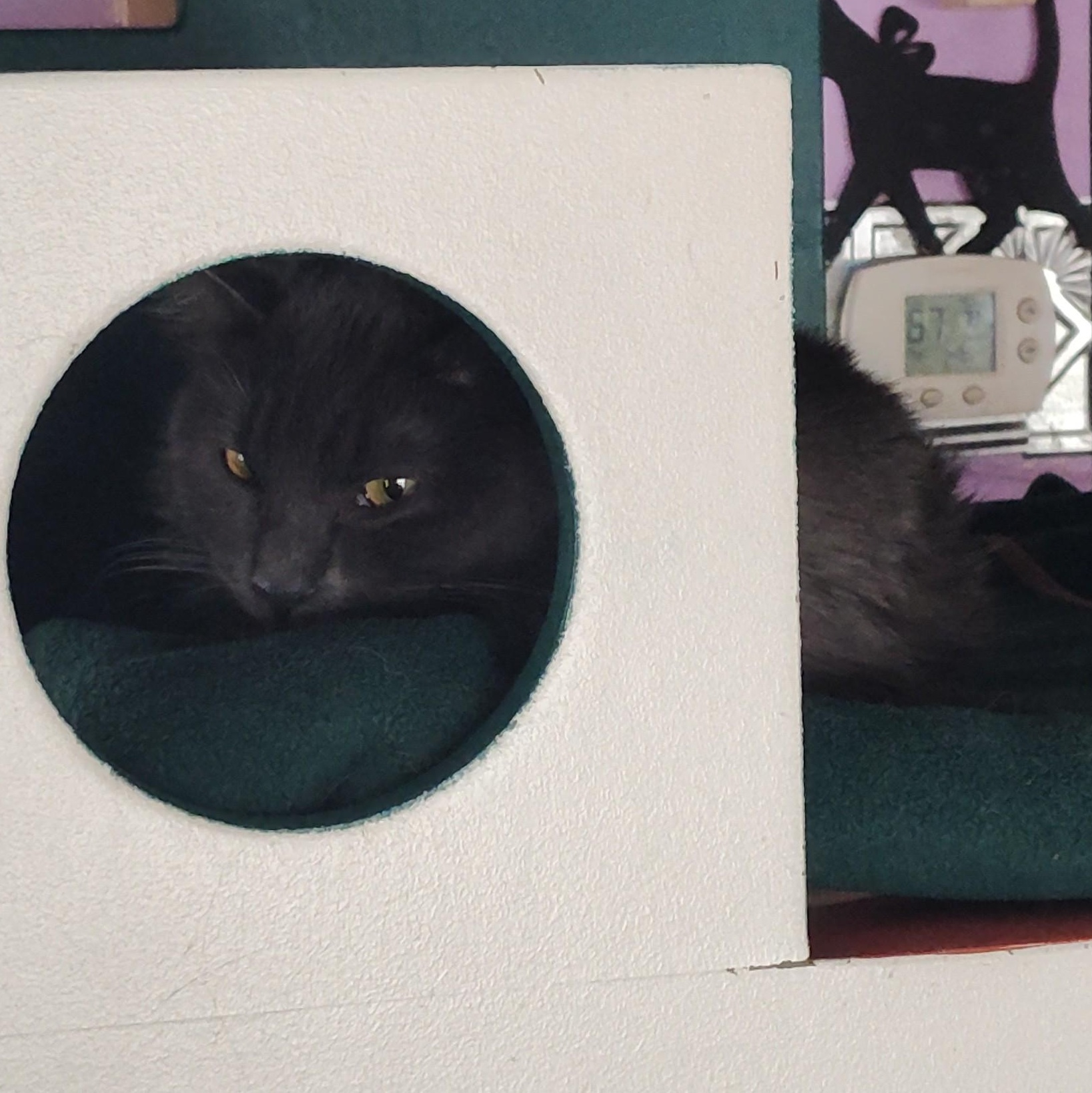 Maxine "max" thumbnail 2