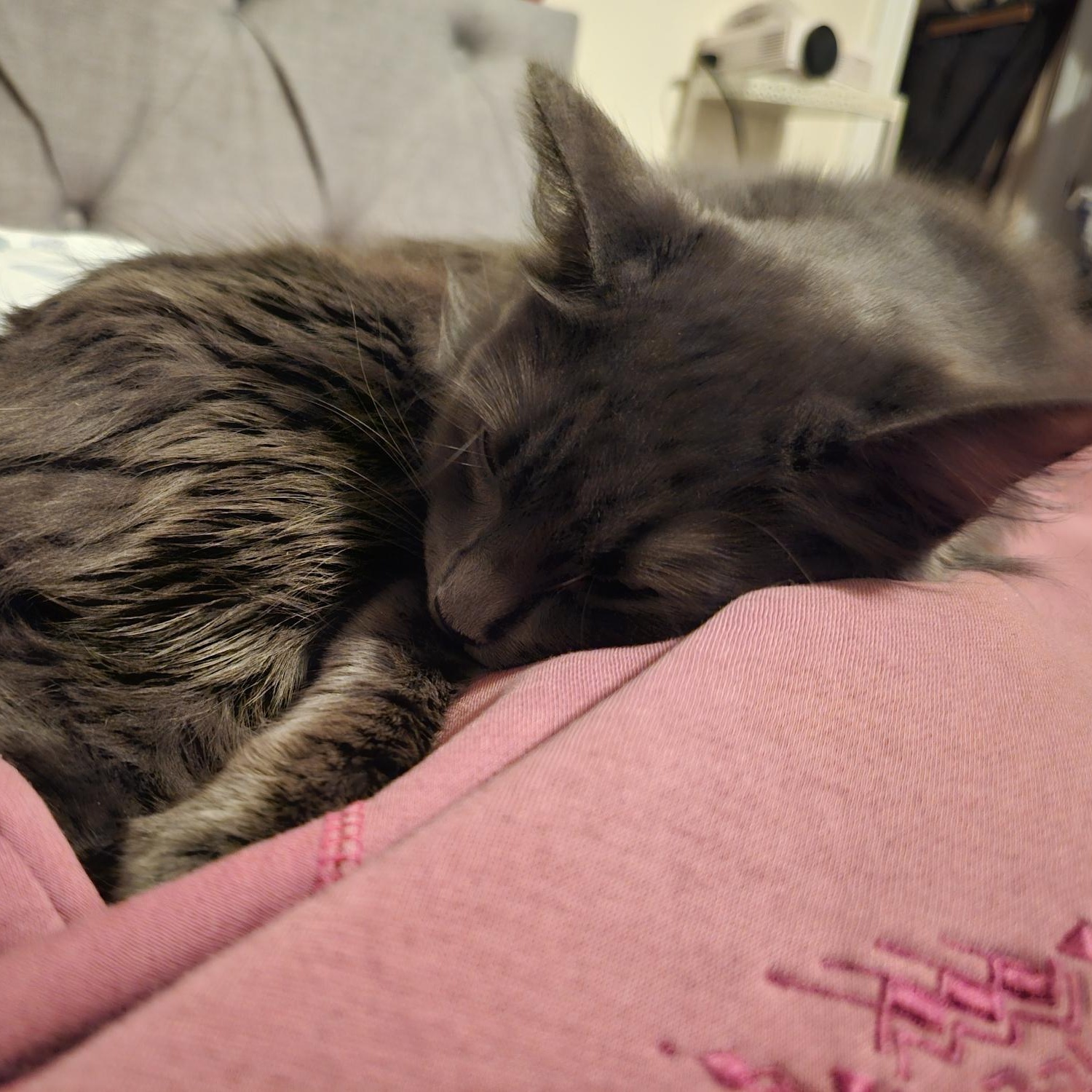 Enlarge Maxine "Max", an adoptable Nebelung in Huntington, MA image 5/5