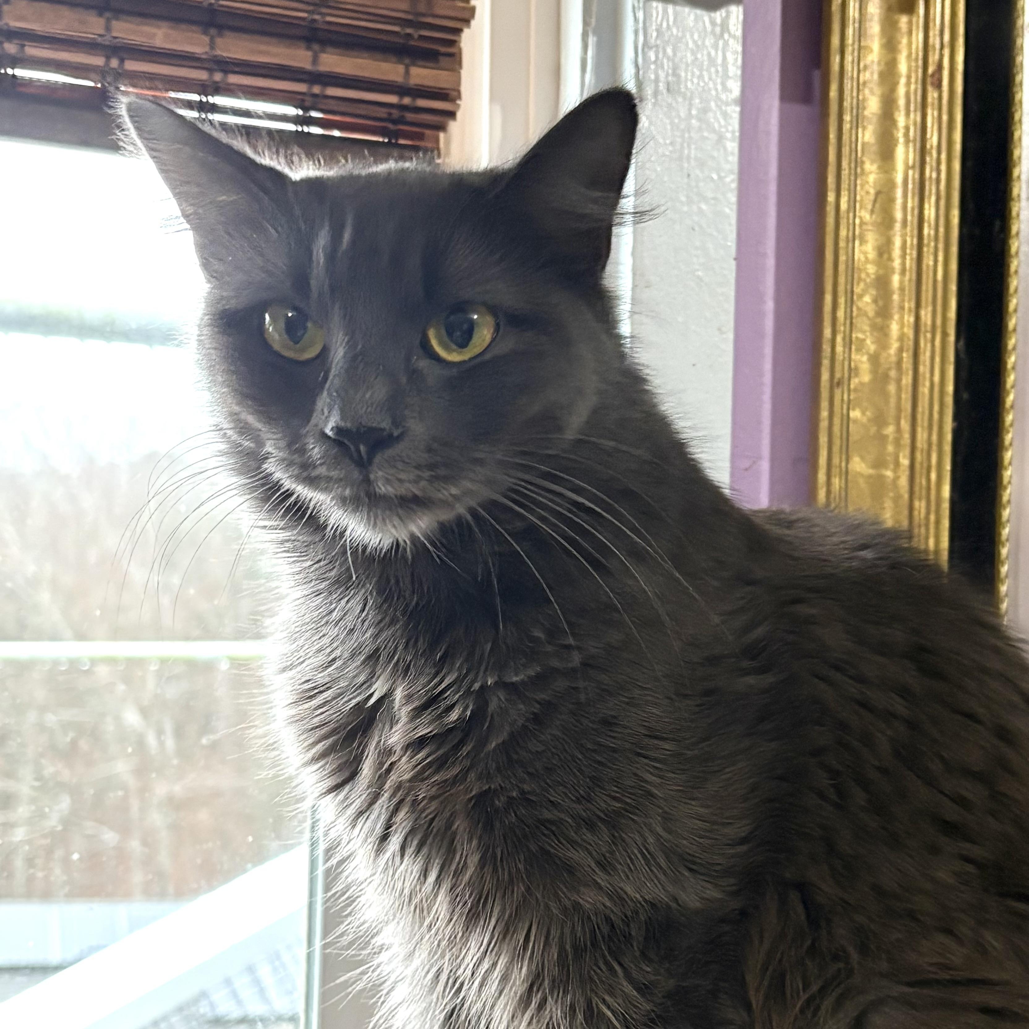 Enlarge Maxine "Max", a ADOPTABLE Nebelung in Huntington, MA image 2/6