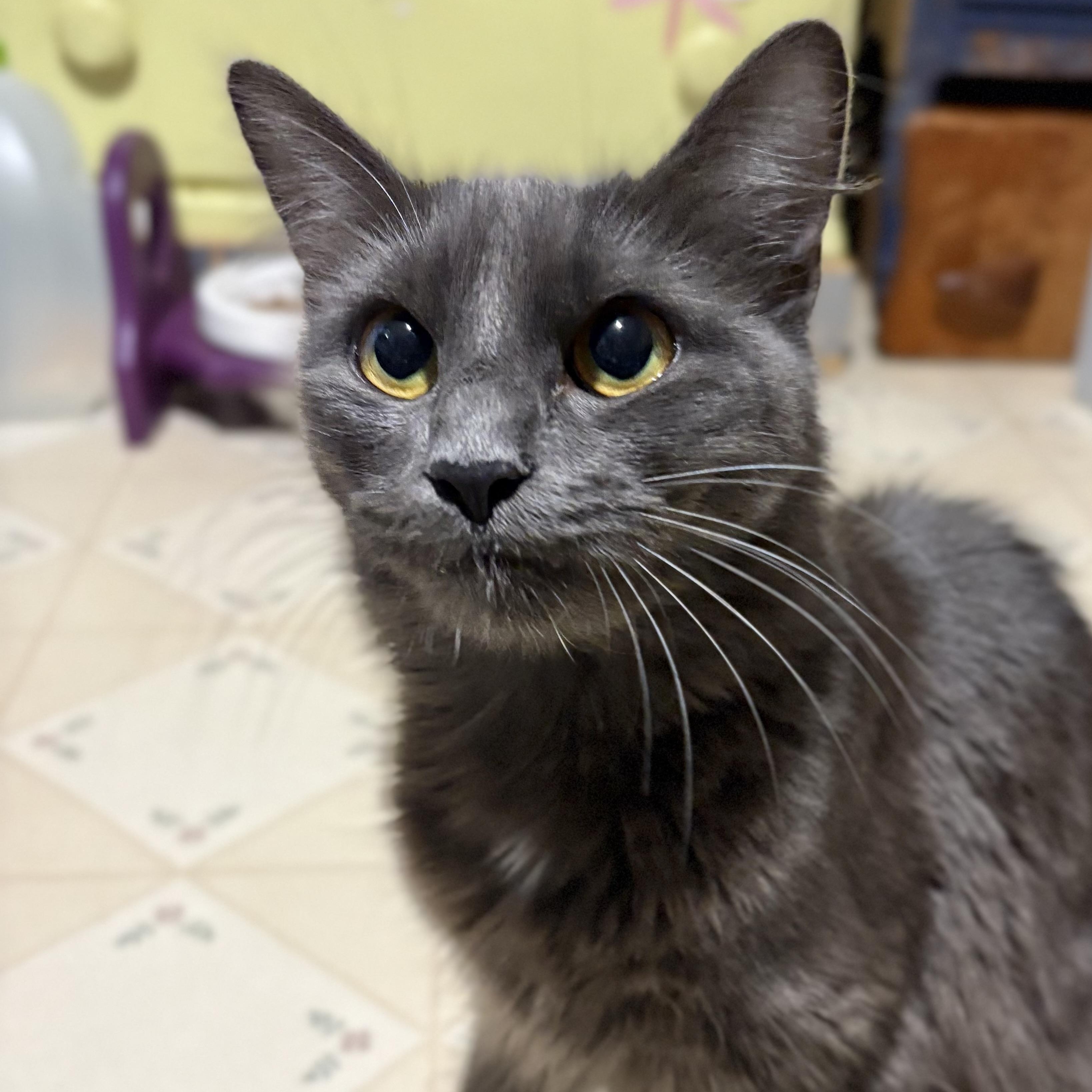 Enlarge Maxine "Max", a ADOPTABLE Nebelung in Huntington, MA image 4/6