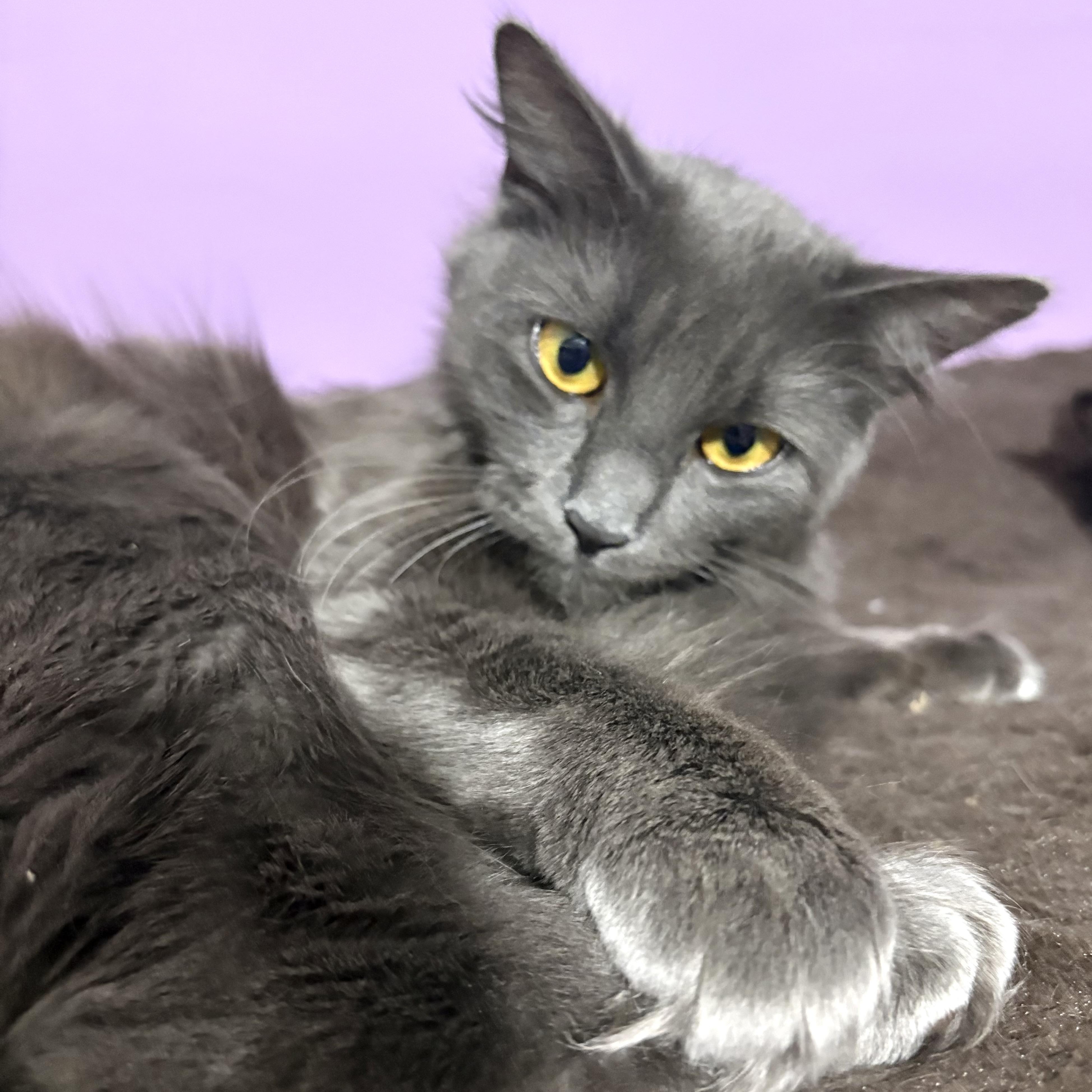 Maxine "Max", ADOPTABLE, Adult Female Nebelung.