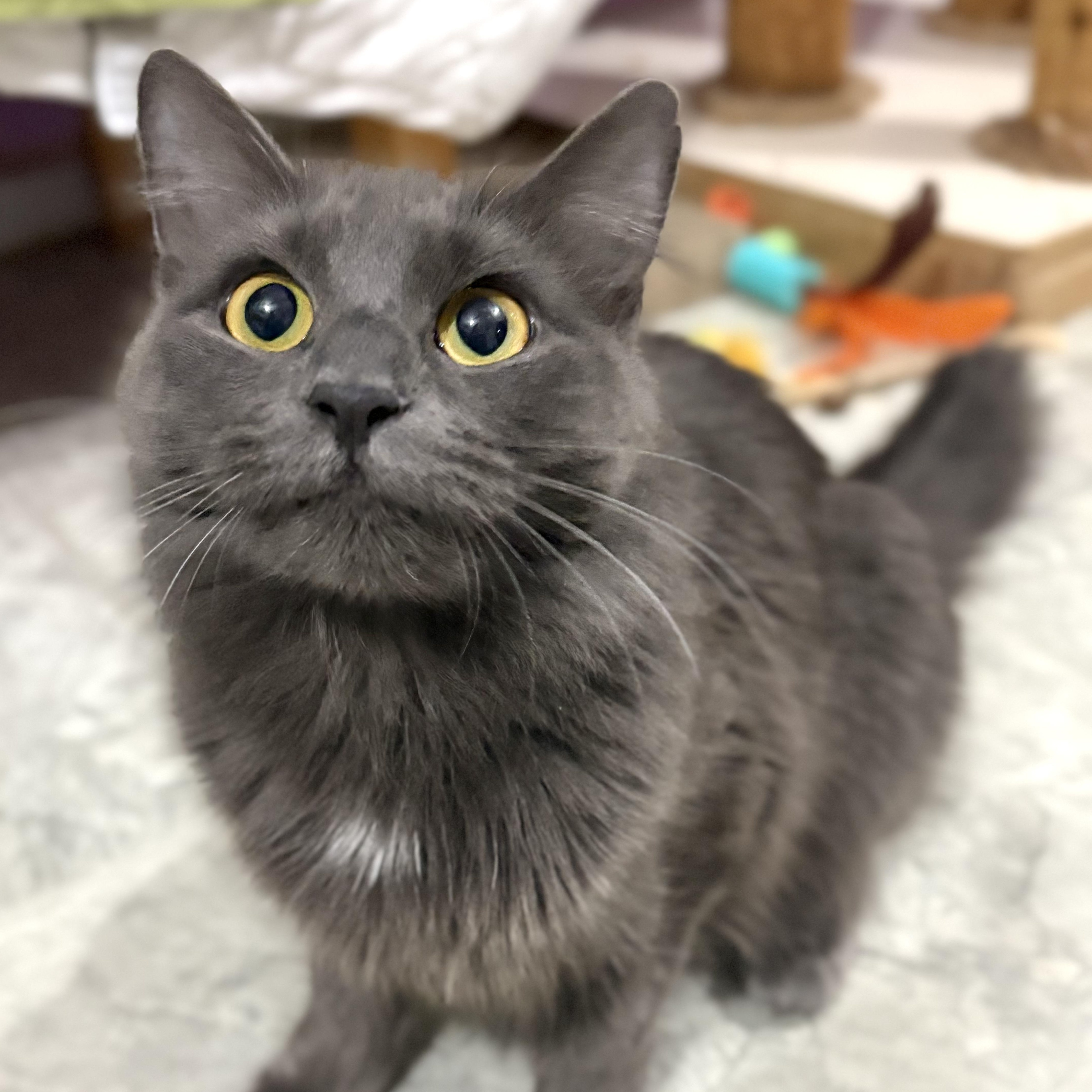 Enlarge Maxine "Max", a ADOPTABLE Nebelung in Huntington, MA image 5/6