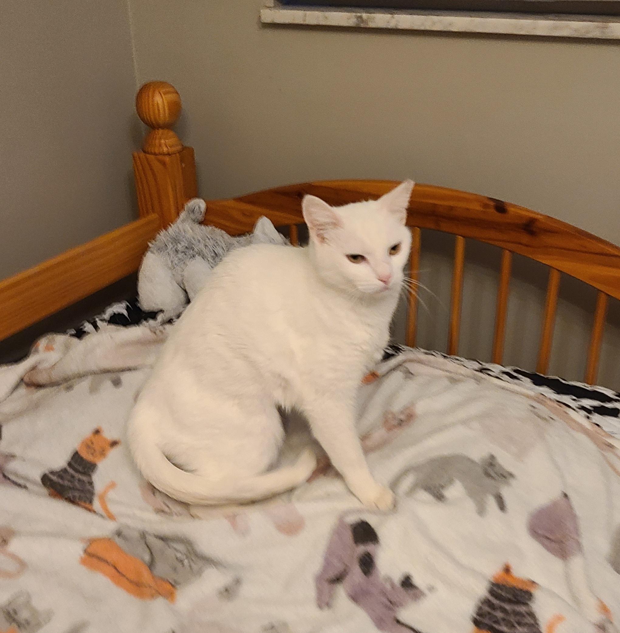 Enlarge Bianca, a ADOPTABLE Domestic Short Hair in Lewis Center, OH image 1/5