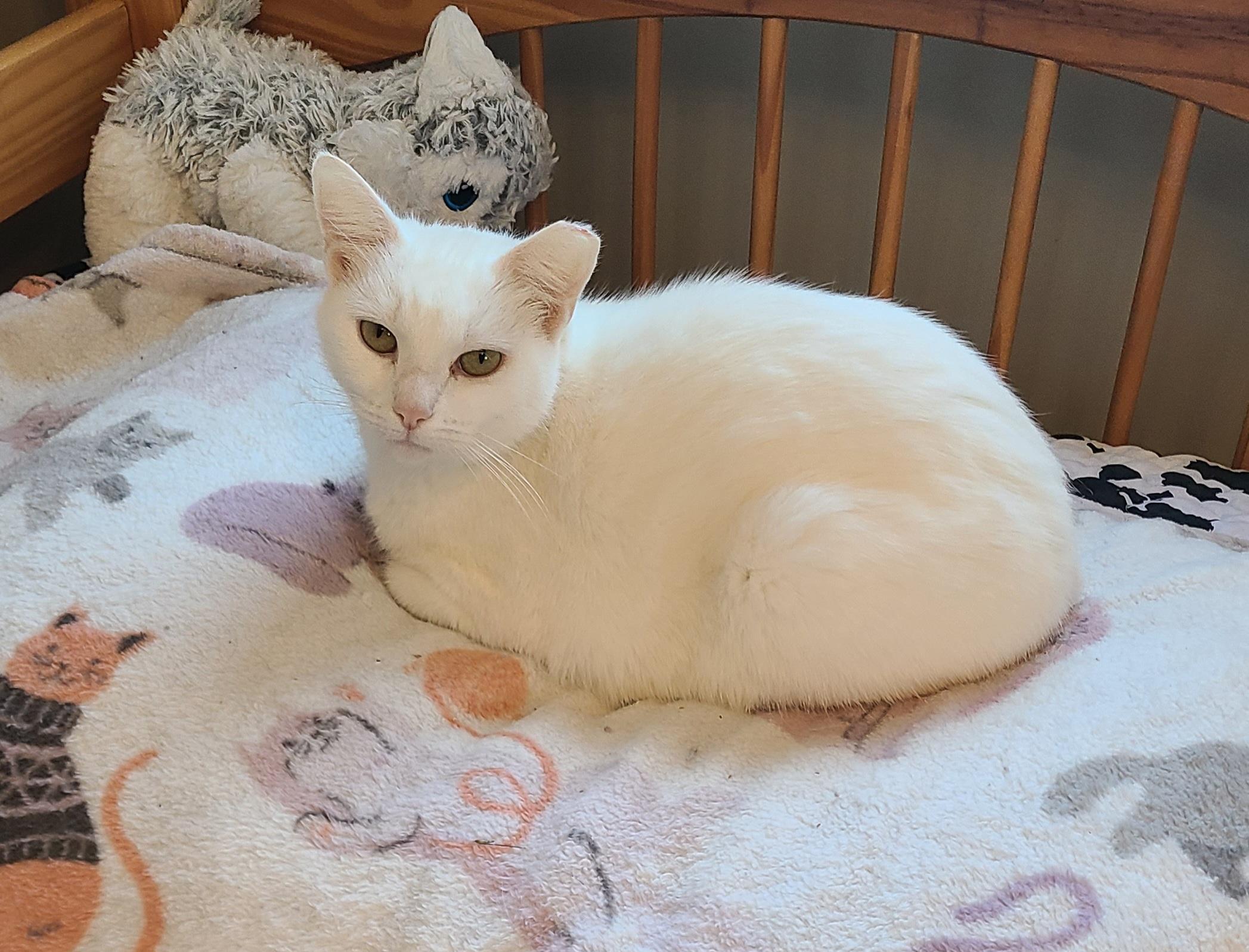 Enlarge Bianca, a ADOPTABLE Domestic Short Hair in Lewis Center, OH image 2/5