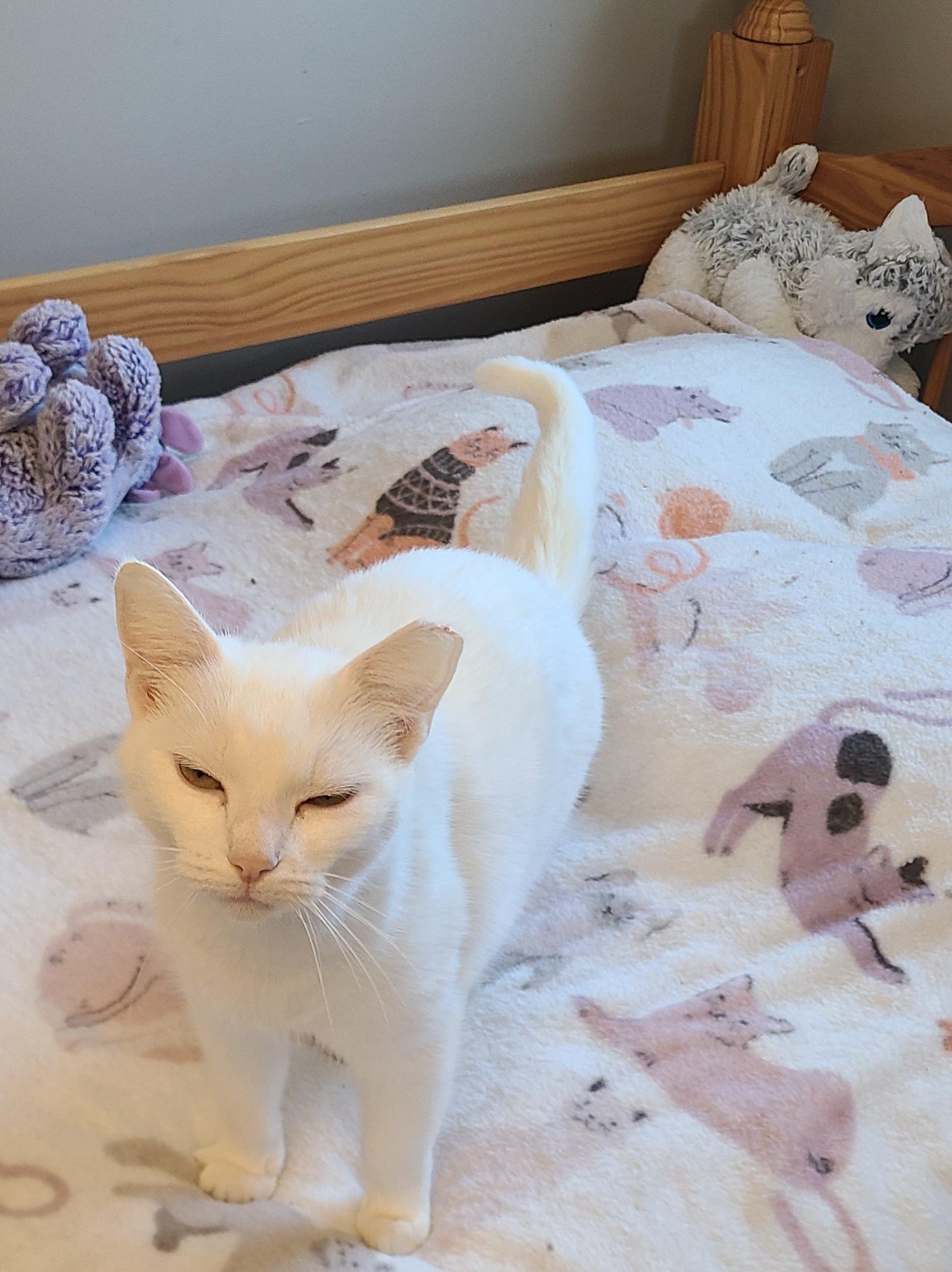 Enlarge Bianca, a ADOPTABLE Domestic Short Hair in Lewis Center, OH image 3/5