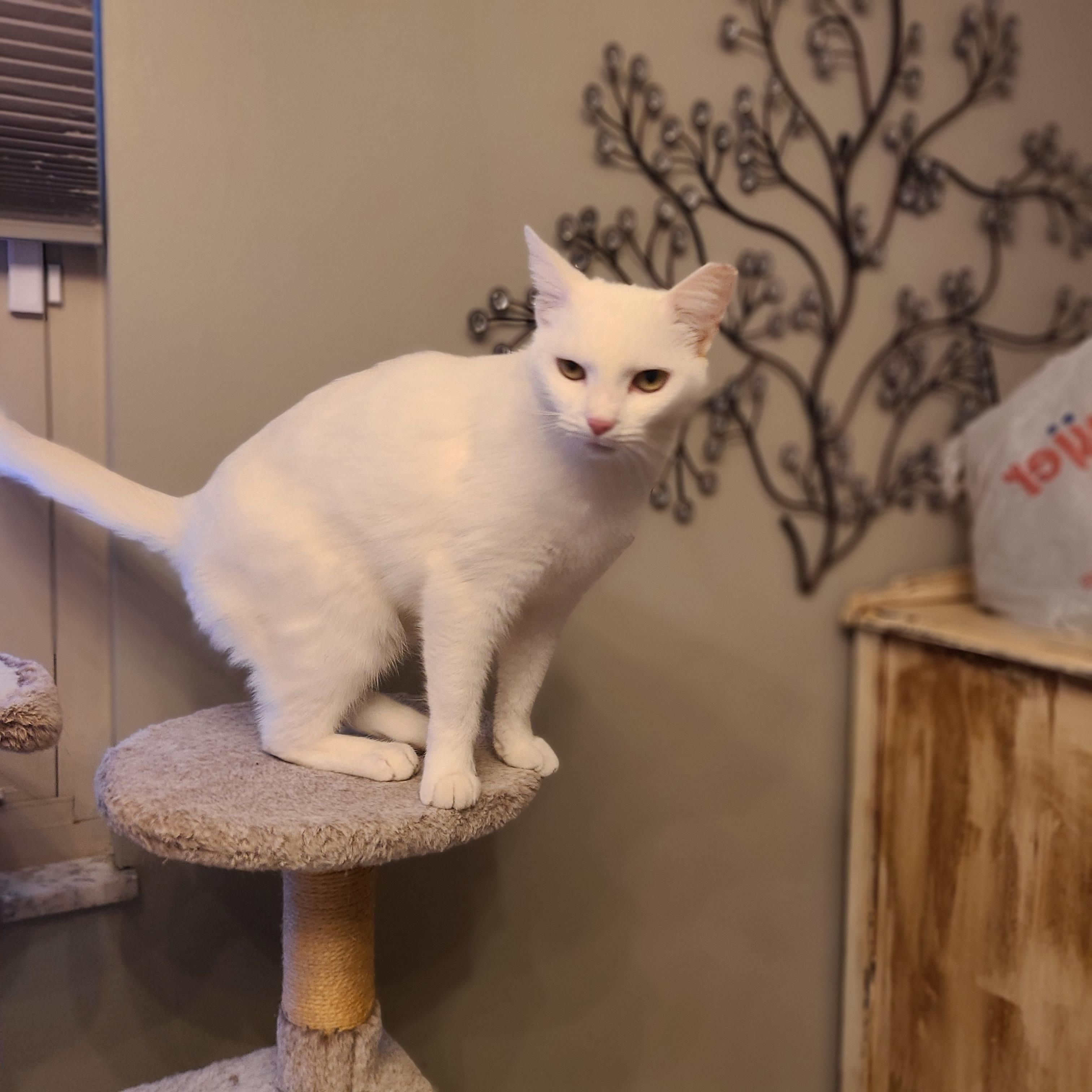 Enlarge Bianca, a ADOPTABLE Domestic Short Hair in Lewis Center, OH image 4/5